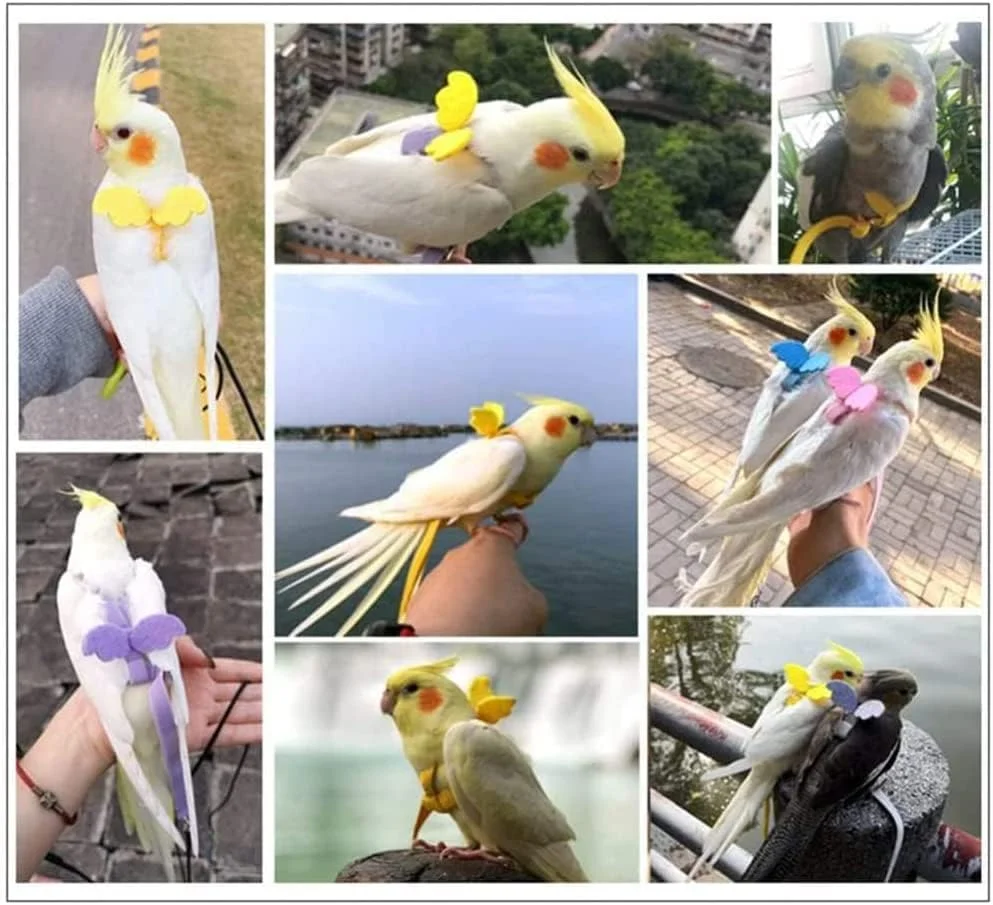 بند آموزش پرندگان ELECDON، طناب پرواز قابل تنظیم طوطی، بند کشش پرواز جهانی، ابزارک بادوام برای بیرون بردن و آموزش در فضای باز برای پرندگان، طوطی، عروس هلندی، مرغ عشق، لوری، 1 عدد، بنفش بند آموزش پرندگان ELECDON، طناب پرواز قابل تنظیم طوطی، بند کشش پرواز جهانی، ابزارک بادوام برای بیرون بردن و آموزش در فضای باز برای پرندگان، طوطی، عروس هلندی، مرغ عشق، لوری، 1 عدد، بنفش