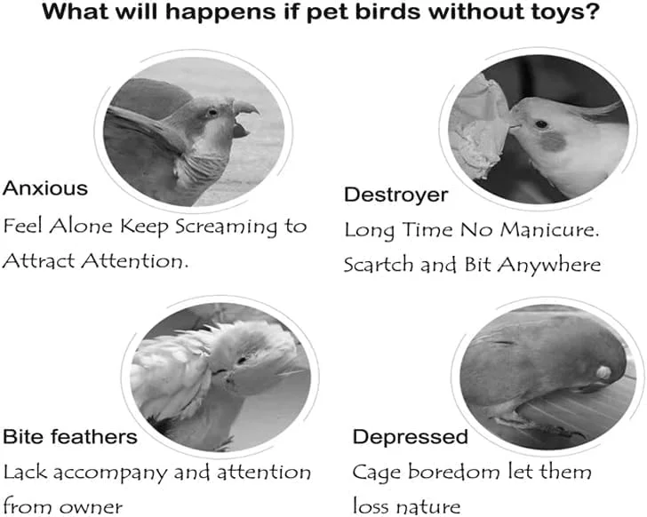 اسباب بازی زایلوفون پرنده رنگارنگ، اسباب بازی زنگوله پرنده، اسباب بازی موسیقی آویز، لوازم جانبی قفس زایلوفون خنده دار برای مرغ، کانکور، طوطی، طوطی برزیلی، مرغ عشق اسباب بازی زایلوفون پرنده رنگارنگ، اسباب بازی زنگوله پرنده، اسباب بازی موسیقی آویز، لوازم جانبی قفس زایلوفون خنده دار برای مرغ، کانکور، طوطی، طوطی برزیلی، مرغ عشق
