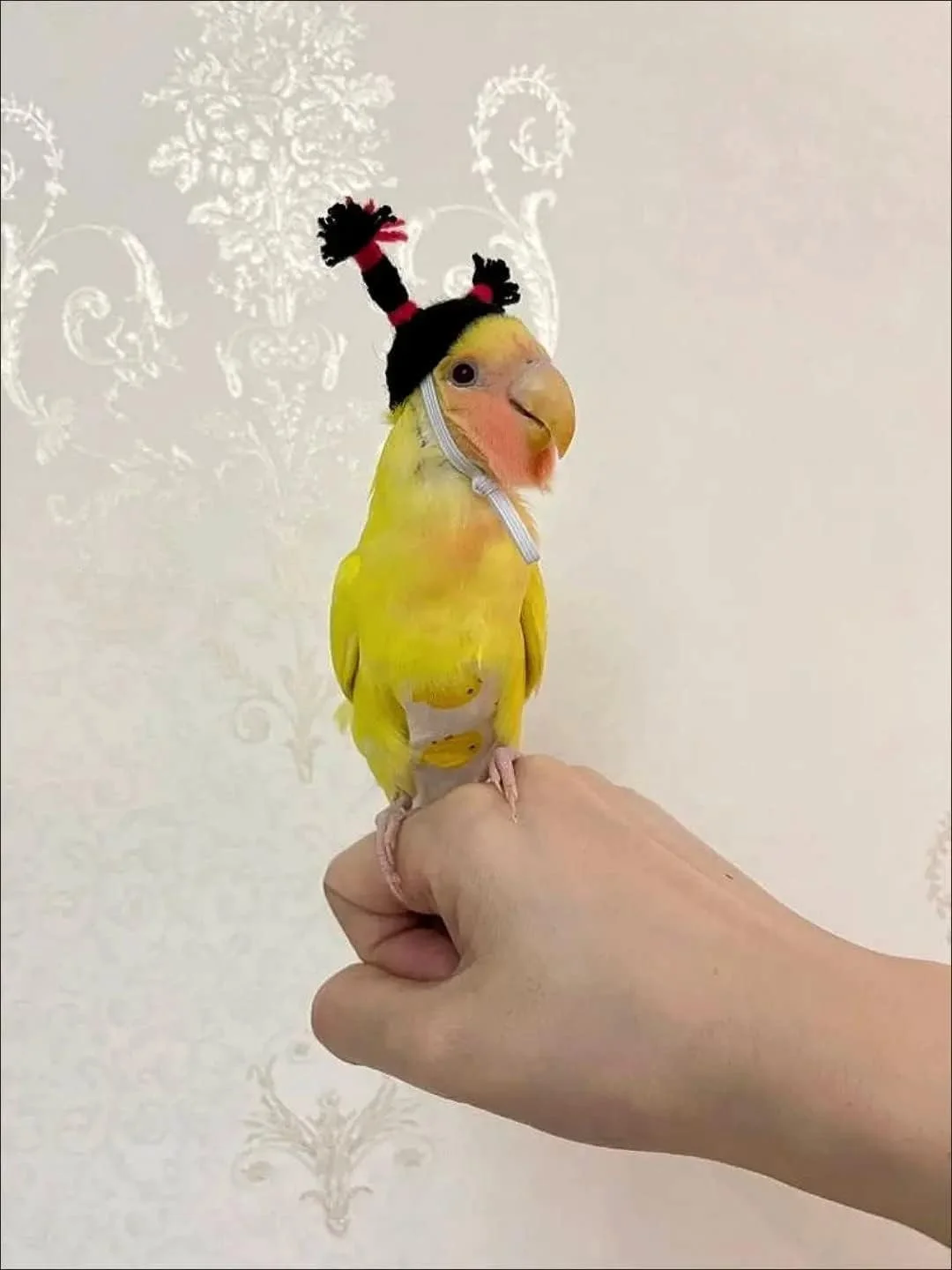 کلاه پرندگان بامزه، کلاه های کوچک دست بافتنی حیوانات کوچک، کلاه خنده دار برای طوطی، مرغ عشق، کاسکو، طوطی برزیلی، عروس هلندی، جشن تولد/هالووین/کریسمس کلاه پرندگان بامزه، کلاه های کوچک دست بافتنی حیوانات کوچک، کلاه خنده دار برای طوطی، مرغ عشق، کاسکو، طوطی برزیلی، عروس هلندی، جشن تولد/هالووین/کریسمس