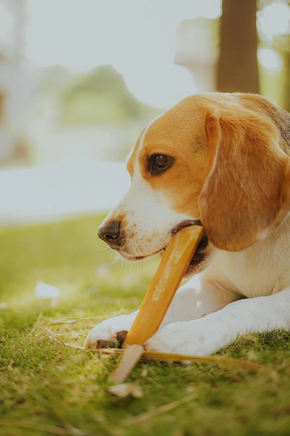 جویدنی پنیر یاک برای سگ - هیمالیایی | مناسب سگ تا 7 کیلوگرم | سایز کوچک (بسته 2 عددی، 40 گرمی)