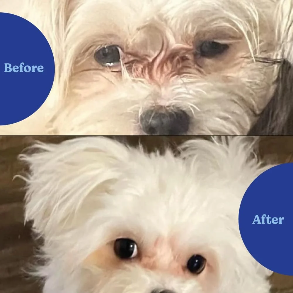 قرص های نرم آنجلز آیز با طعم مرغ طبیعی، 120 عددی، مخصوص سگ ها