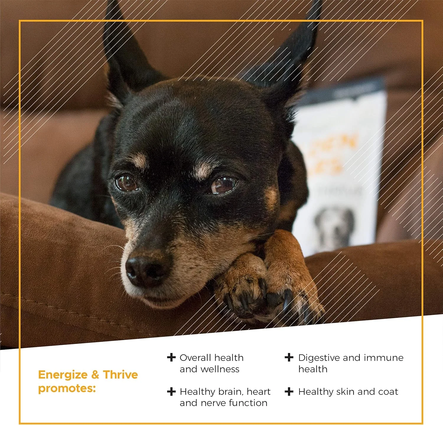 قرص های جویدنی تقویتی سگ های مسن VetriScience Extra Strength Senior 27+ Active Health، مولتی ویتامین روزانه Golden Years برای سگ های مسن، ویتامین ها، مواد معدنی و امگا 3 متعادل، پشتیبانی از پیری و سلامتی، طعم مرغ، 60 عدد