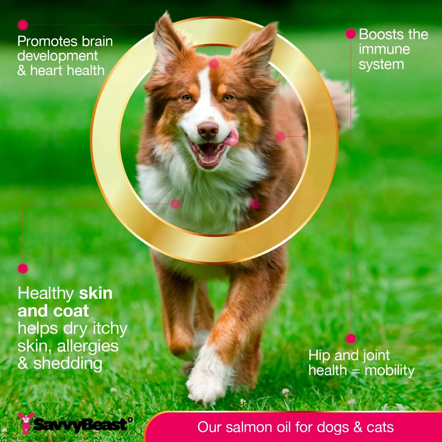 روغن سالمون وحشی آلاسکا SavvyBeast برای سگ، گربه، راسو - روغن ماهی مایع امگا 3 بدون بو برای سگ ها - مکمل EPA DHA برای حیوانات خانگی - کمک به مفاصل، پوست خشک، پوشش