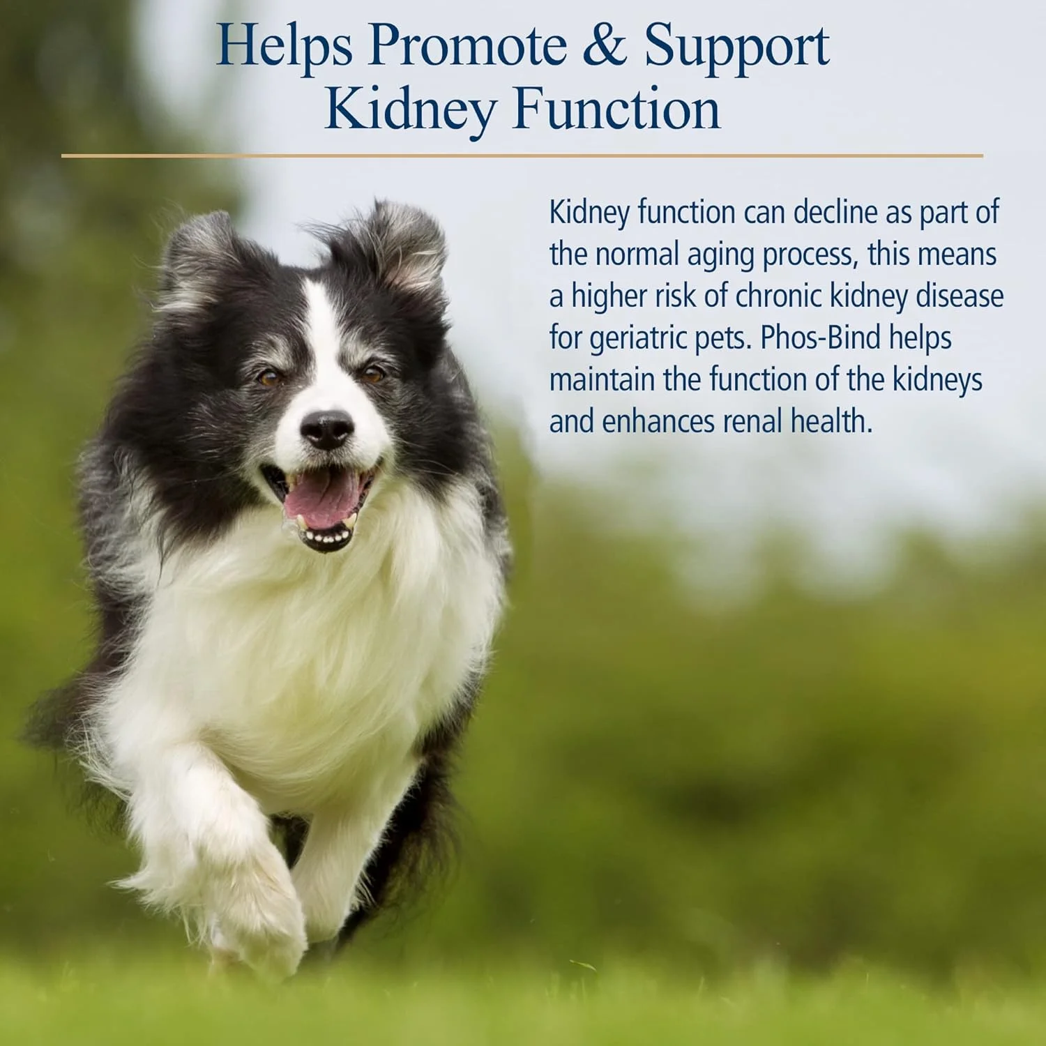 آر ایکس ویتامینز فس-بایند - پودر مکمل پشتیبانی از کلیه - بایندر فسفات برای گربه ها و سگ ها برای سلامت کلیه - پشتیبانی از پاکسازی طبیعی کلیه و مراقبت ضروری از کلیه - 35 گرم