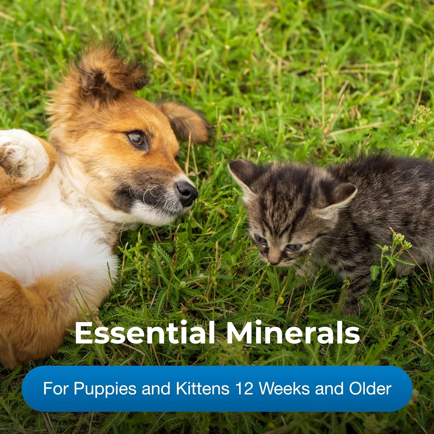 قرص های کلسیم فسفر پت اِی جی، 50 عددی