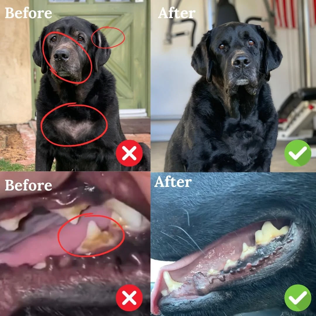 پودر جلبک دریایی ارگانیک برای سگ ها، مکمل جلبک دریایی خشک شده برای عملکرد تیروئید، سلامت دندان، تقویت سیستم ایمنی، هضم، پوست و پوشش - غنی از ید - مولتی ویتامین برای گربه ها و سگ ها 453 گرم - ساخت ایالات متحده آمریکا