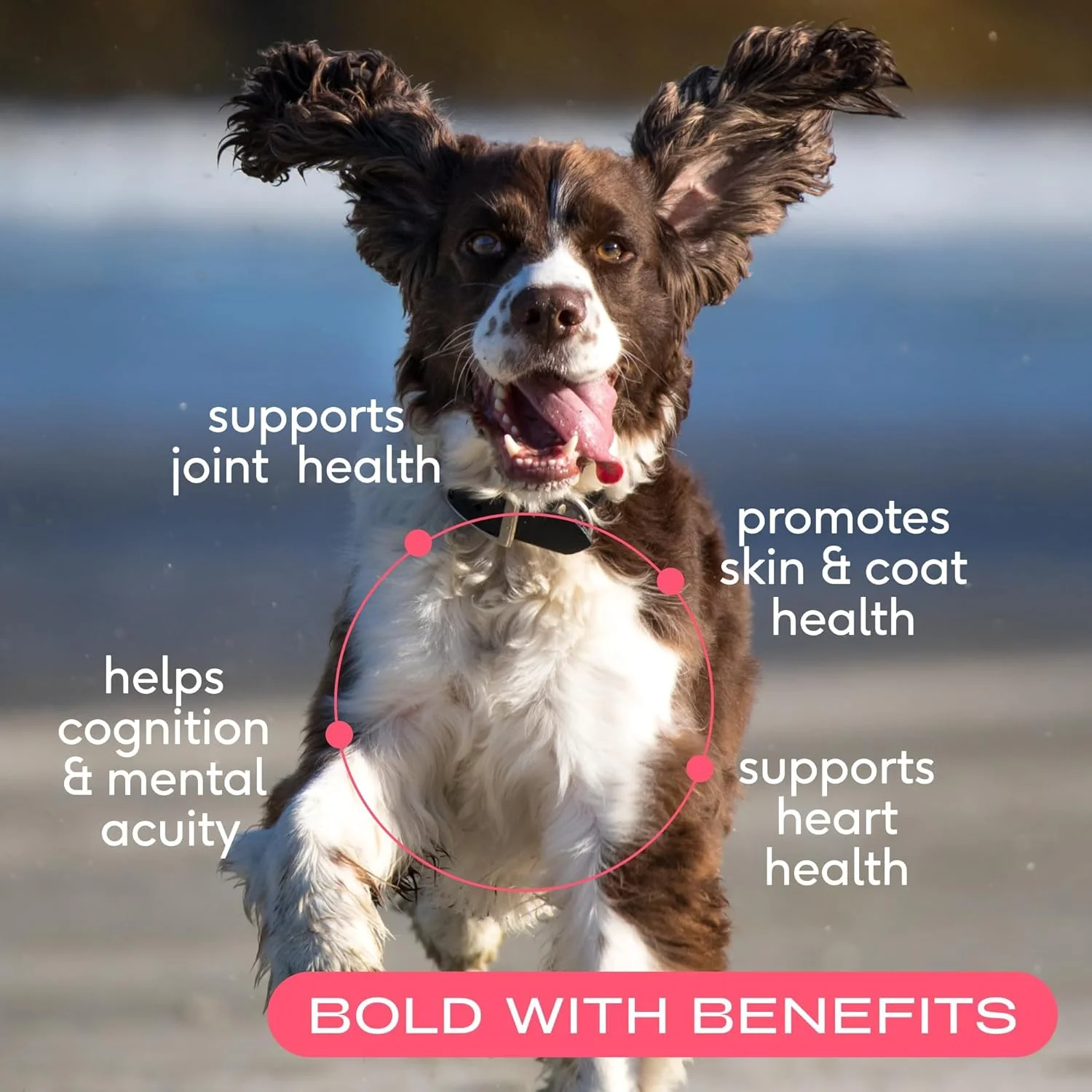 روغن سالمون حیوانات خانگی بومی برای سگ و گربه - روغن ماهی امگا 3 خالص برای مکمل سگ برای پوست و پوشش، سلامت مفاصل و قلب - ضد التهاب سگ - ماهی سالمون ساکای آلاسکا 100% صید شده در طبیعت - 236 میلی لیتر