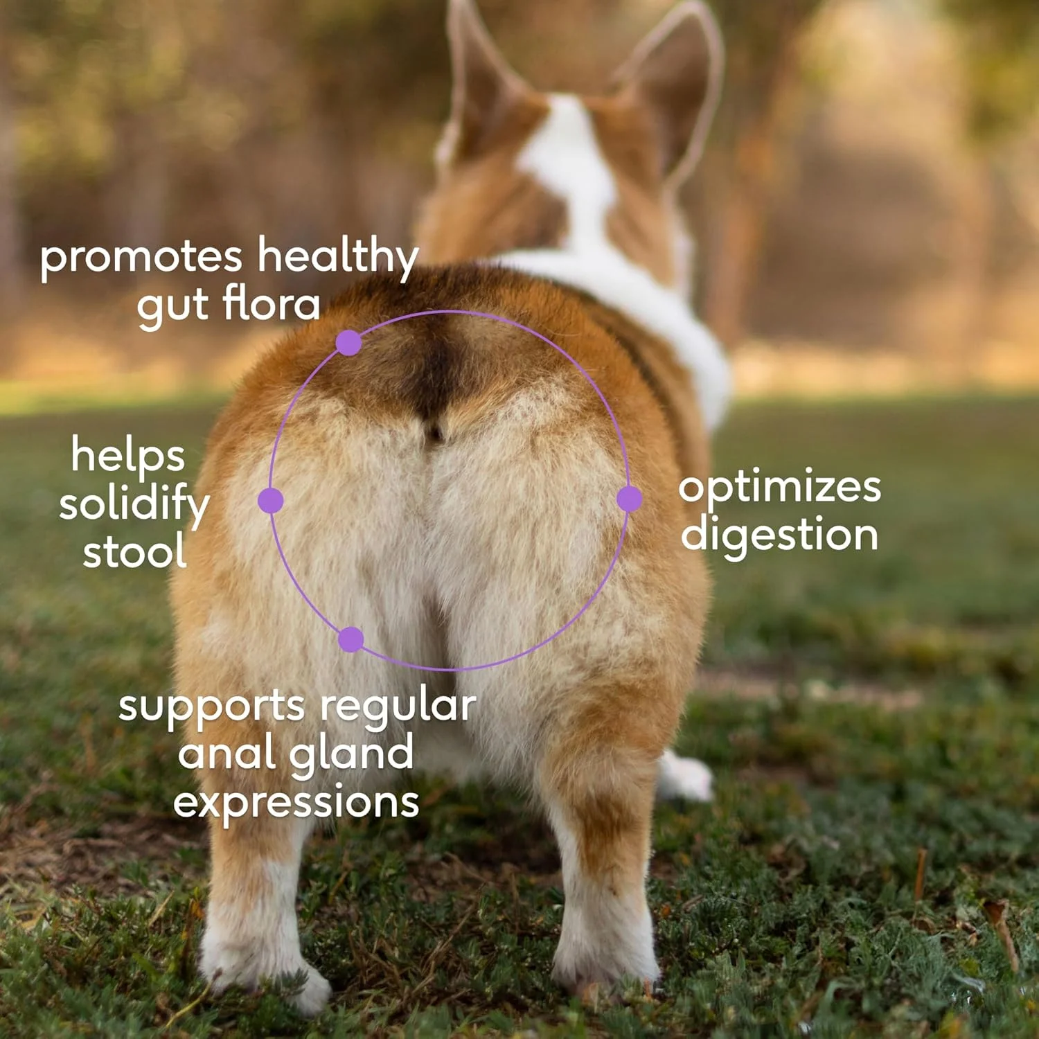 Native Pet WonderGland - درمان غدد سگ با استفاده از فیبر - جلوگیری از کشیدن باسن برای سگ ها، مکمل غدد شامل پروبیوتیک های سلامت روده سگ برای حمایت از غدد - 30 پیمانه