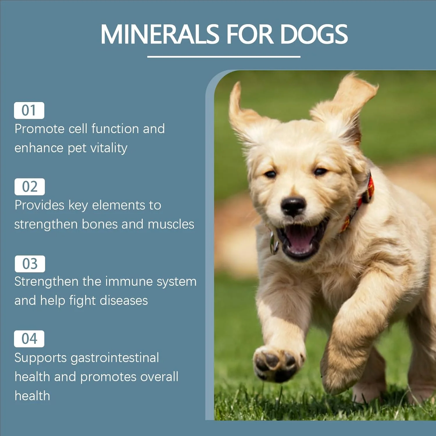 مواد معدنی برای سگ ها، ویتامین های سگ برای سلامت کلی با کلسیم، منیزیم، روی، تقویت استخوان ها و عضلات، مولتی ویتامین برای سگ ها برای حمایت از سیستم ایمنی و سلامت دستگاه گوارش (80 قرص جویدنی) مواد معدنی برای سگ ها، ویتامین های سگ برای سلامت کلی با کلسیم، منیزیم، روی، تقویت استخوان ها و عضلات، مولتی ویتامین برای سگ ها برای حمایت از سیستم ایمنی و سلامت دستگاه گوارش (80 قرص جویدنی)