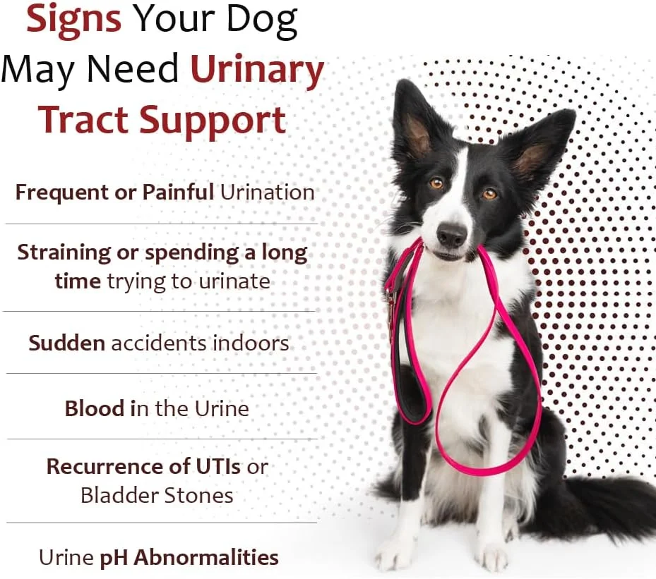 مکمل پتاسیم سیترات پلاس کرنبری K-Plus برای سگها - قرصهای جویدنی درمان عفونت ادراری - پشتیبانی از سلامت مثانه - برای همه نژادهای سگ (100 عدد) مکمل پتاسیم سیترات پلاس کرنبری K-Plus برای سگها - قرصهای جویدنی درمان عفونت ادراری - پشتیبانی از سلامت مثانه - برای همه نژادهای سگ (100 عدد)