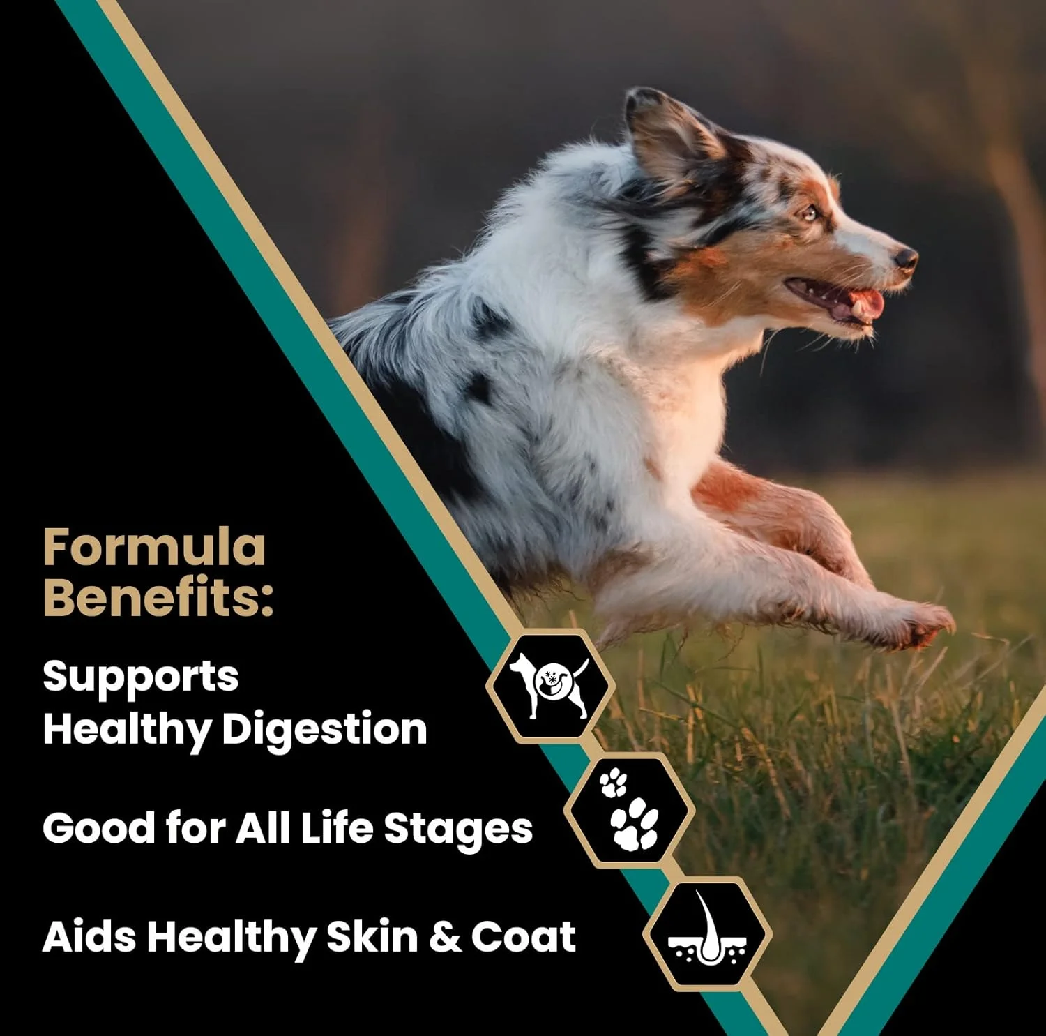 غذای خشک سگ سوپر پریمیوم ویکتور - سلکت - فرمول ماهی اقیانوس - غذای خشک بدون گلوتن برای همه سگ های فعال با مراحل مختلف زندگی، 15 پوند