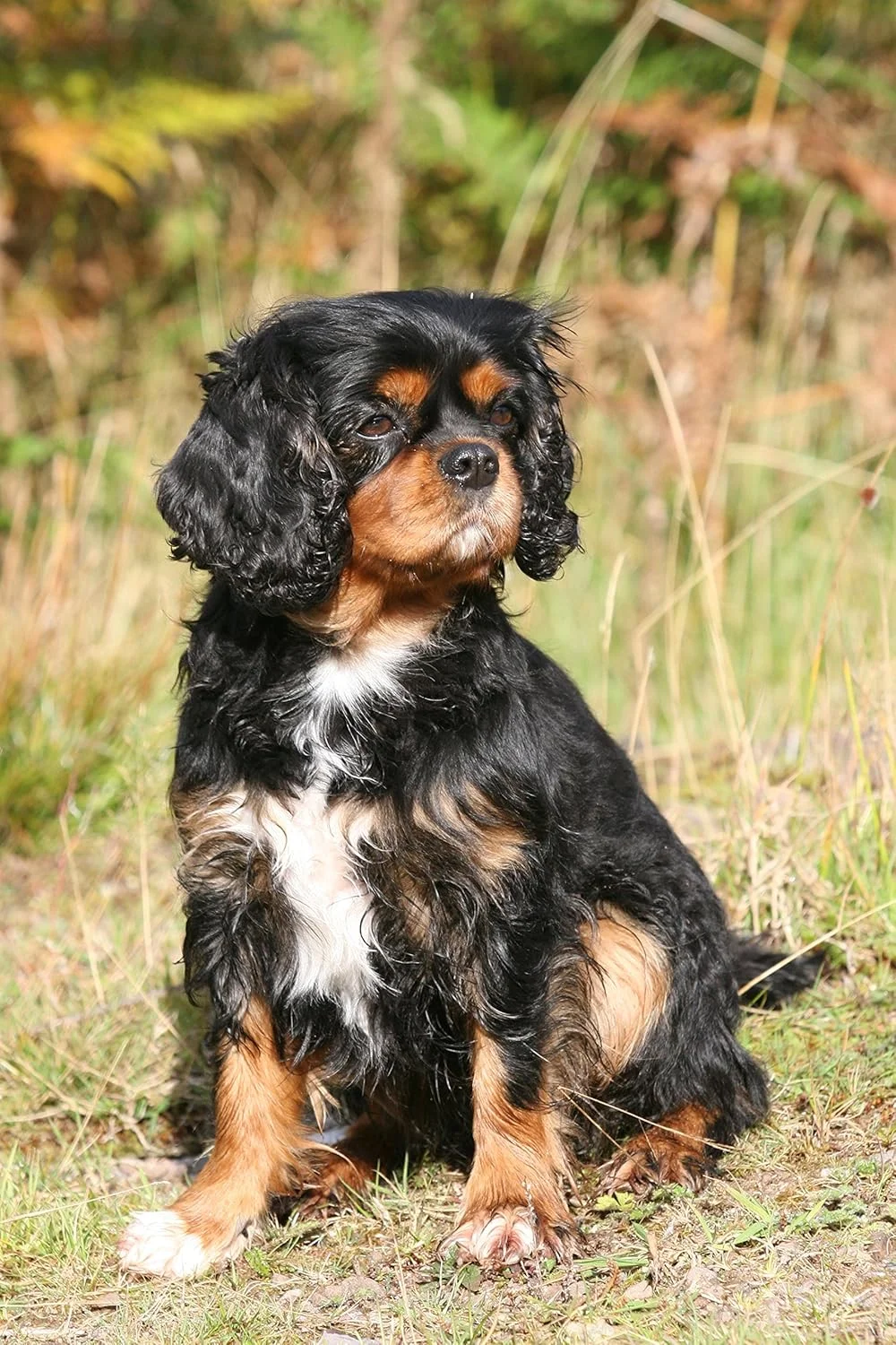 غذای خشک کامل سگ بالغ کارگر Skinners Ruff and Ready، 15 کیلوگرم