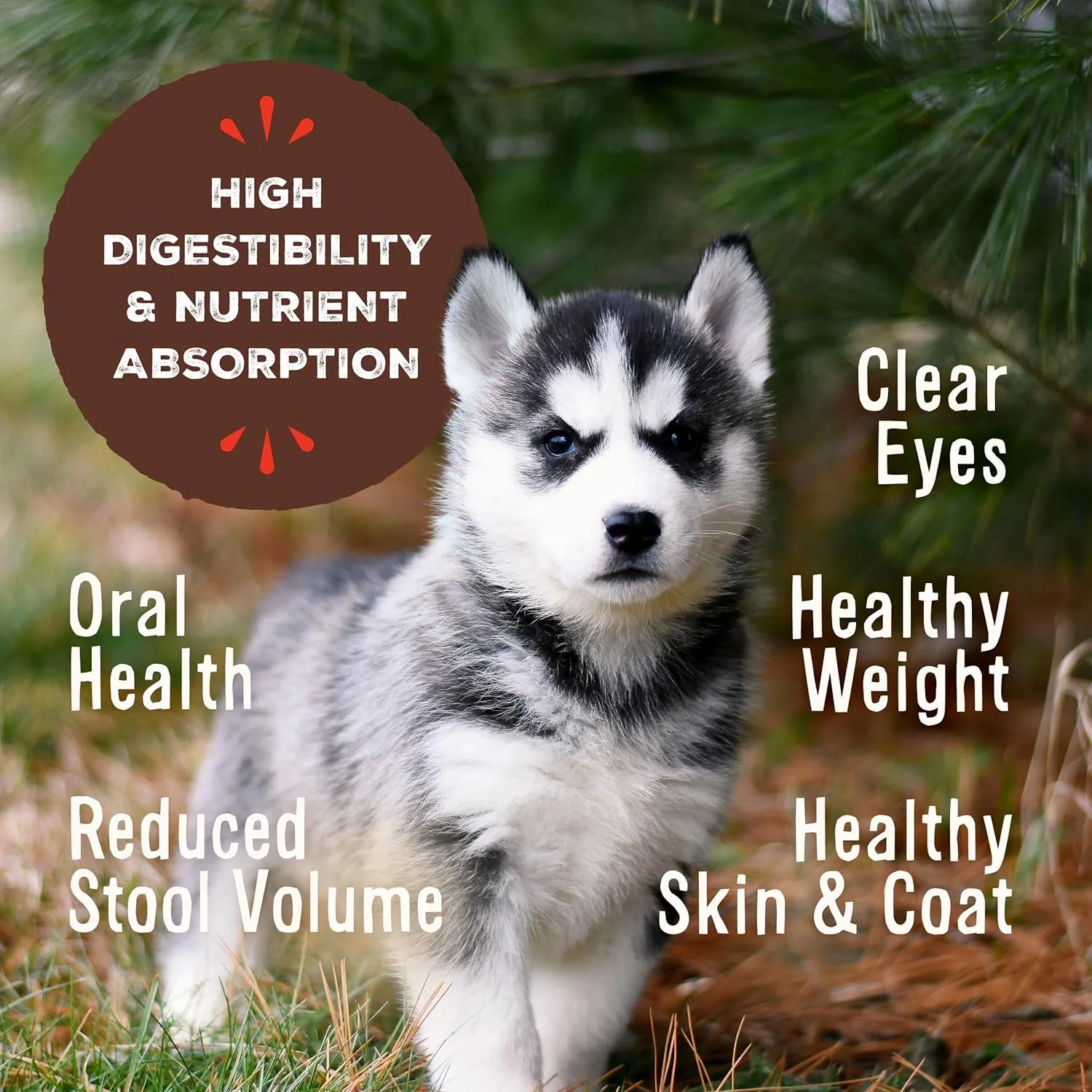 غذای سگ خشک شده پرایمال پت فودز برای توله سگ ها Pronto، 453 گرم، غذای کامل و متعادل، بدون غلات، غذای خام سالم برای توله سگ، ساخت آمریکا