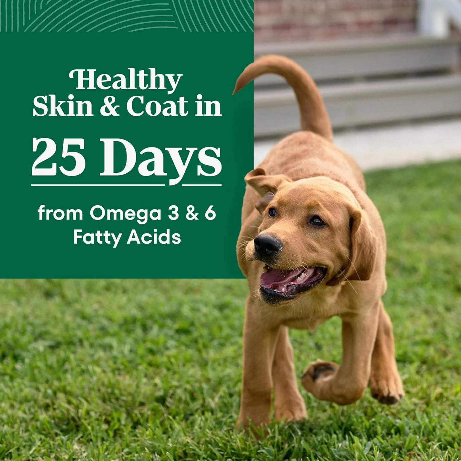 غذای خشک سگ نژاد بزرگ Nutro Natural Choice، مخصوص توله سگ، طعم مرغ و برنج قهوه ای، 5.9 کیلوگرم