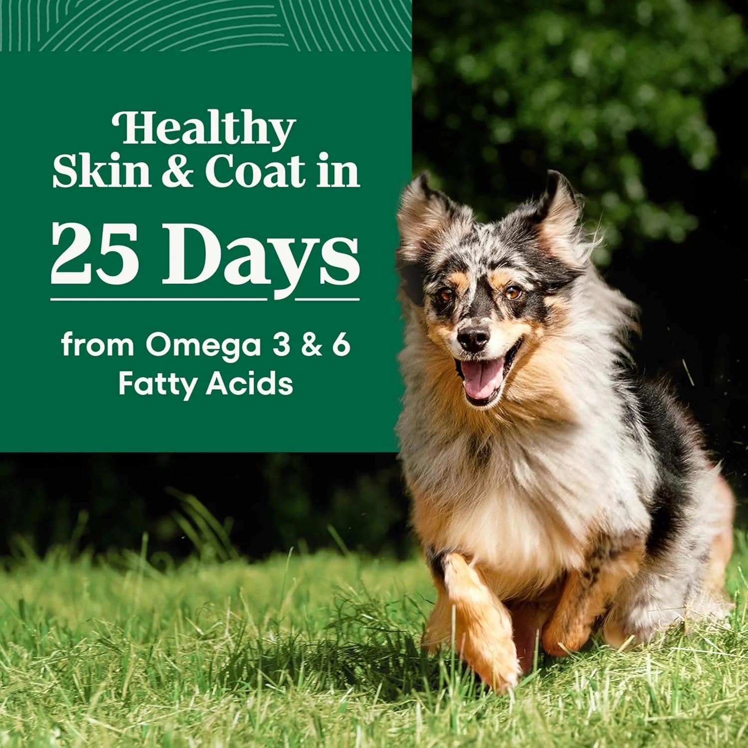 غذای خشک سگ بالغ نوتریو نچرال چویس، طعم گوشت گاو و برنج قهوه ای، 4.5 پوند