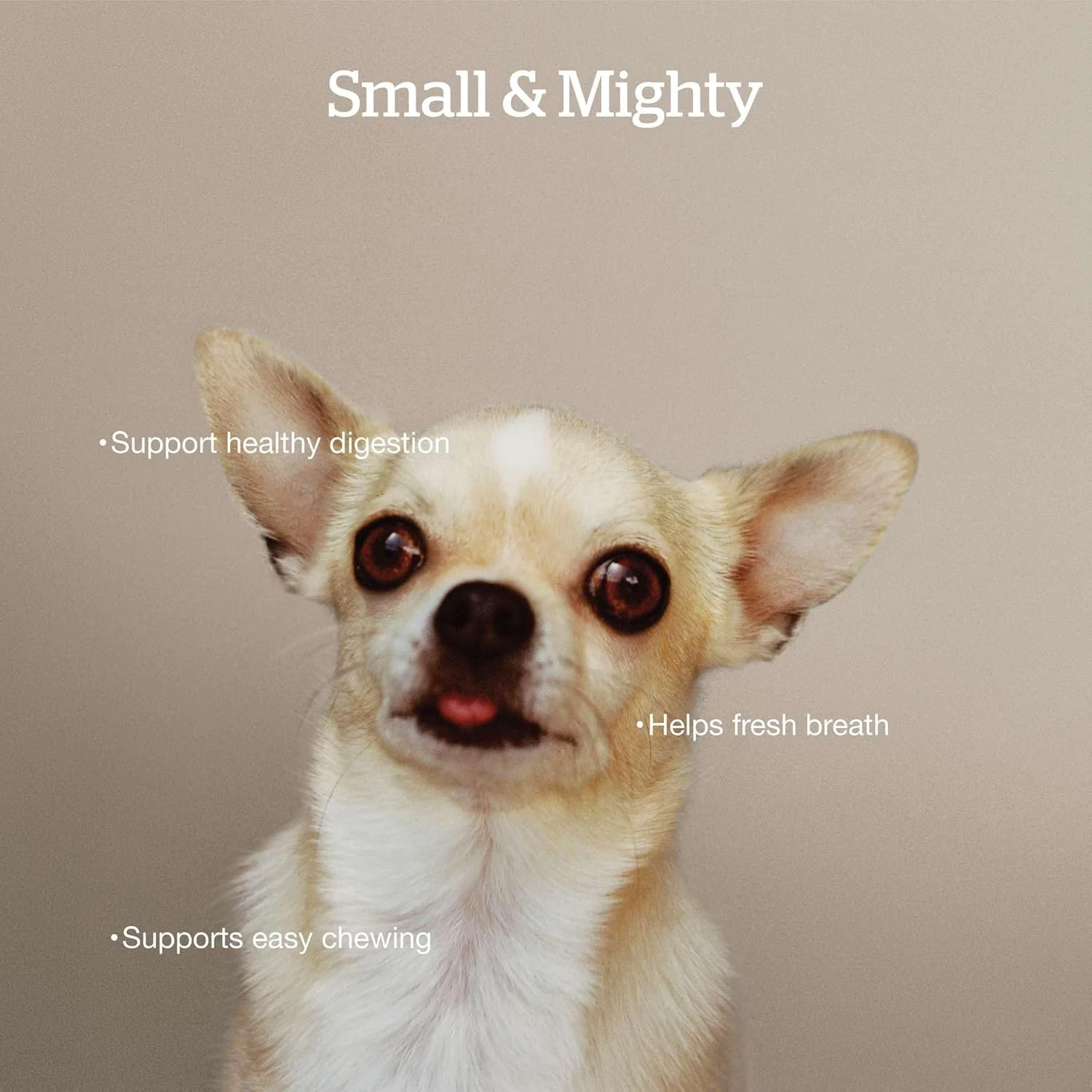 غذای خشک سگ نژاد کوچک بالغ Now Fresh بدون غلات، 2.7 کیلوگرم - دستور پخت غذای خشک سگ بالغ - رژیم غذایی سالم با پروبیوتیک و گوشت و ماهی واقعی برای پروتئین