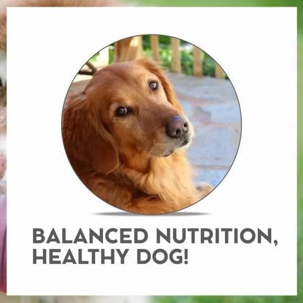 غذای خشک سگ بالغ Vetpro Mobility برای بهبود تحرک و سلامت مفاصل، تقویت سیستم ایمنی سالم، طعم مرغ - 3 کیلوگرم