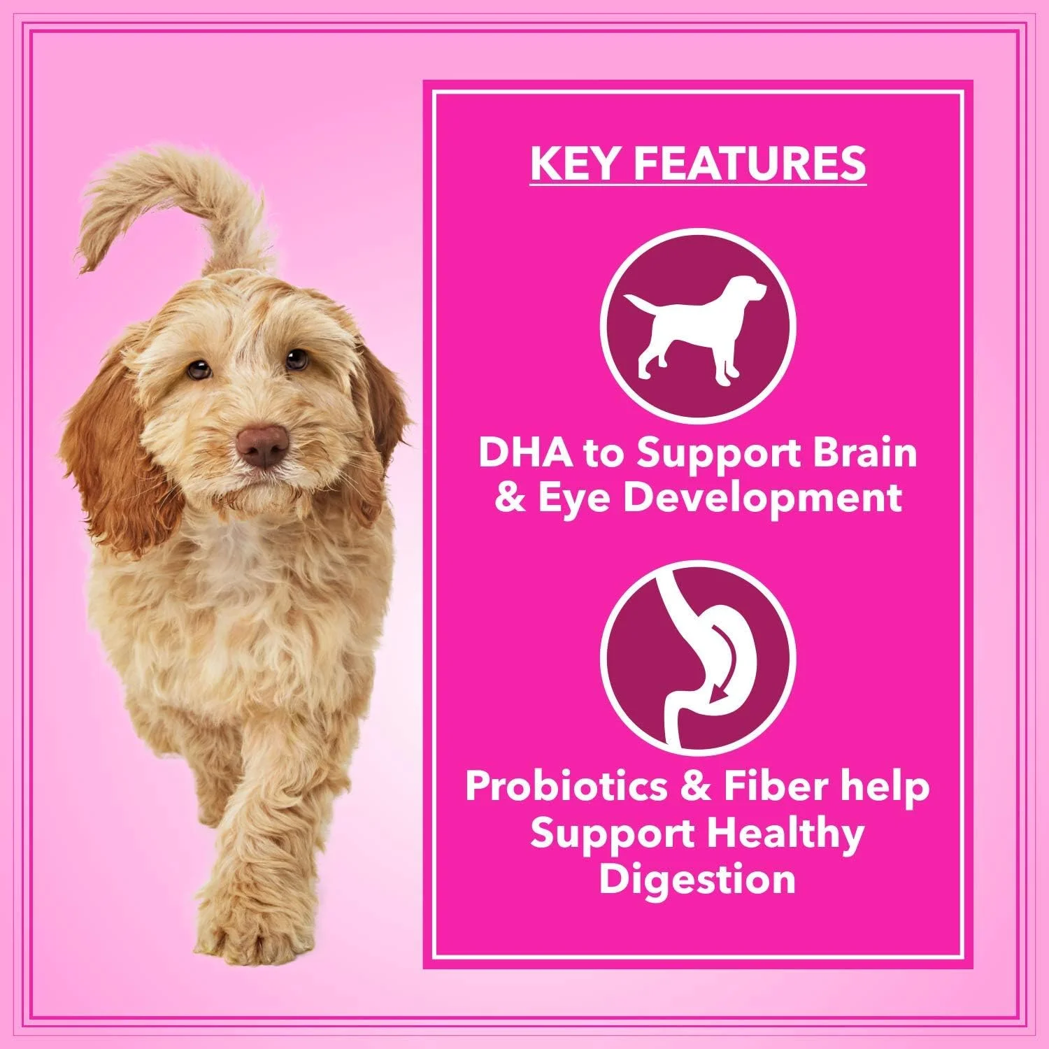 غذای خشک سگ بالغ لتس بایت اکتیو 10 کیلوگرم (+1 کیلوگرم رایگان داخل بسته)، مجموعا 11 کیلوگرم