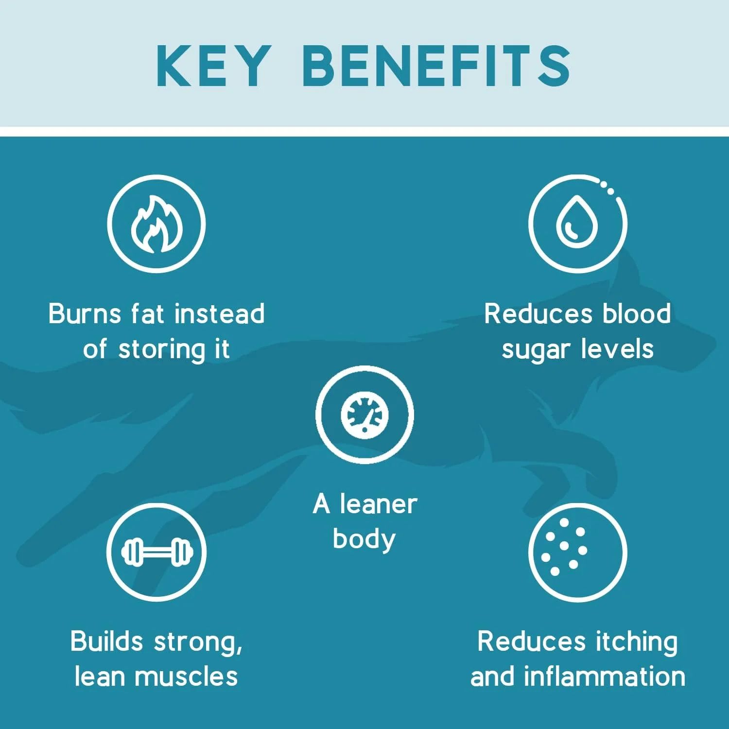 غذای خشک سگ بالغ با طعم مرغ کتونا - کم کربوهیدرات، پروتئین بالا، غذای سگ بدون غلات