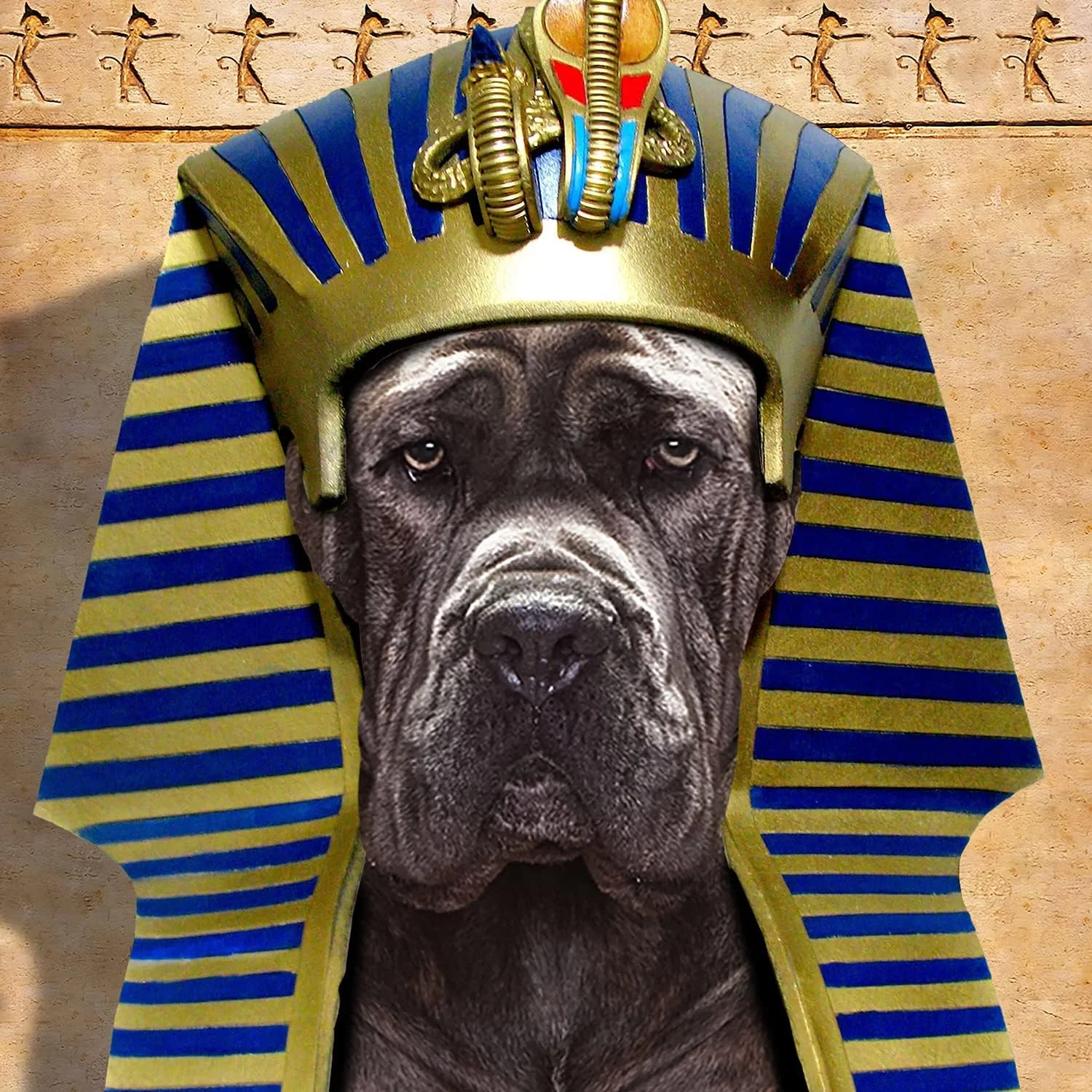 غذای خشک سگ بالغ فروم گلد با غلات باستانی - غذای خشک ممتاز سگ - طعم مرغ - 13.6 کیلوگرم