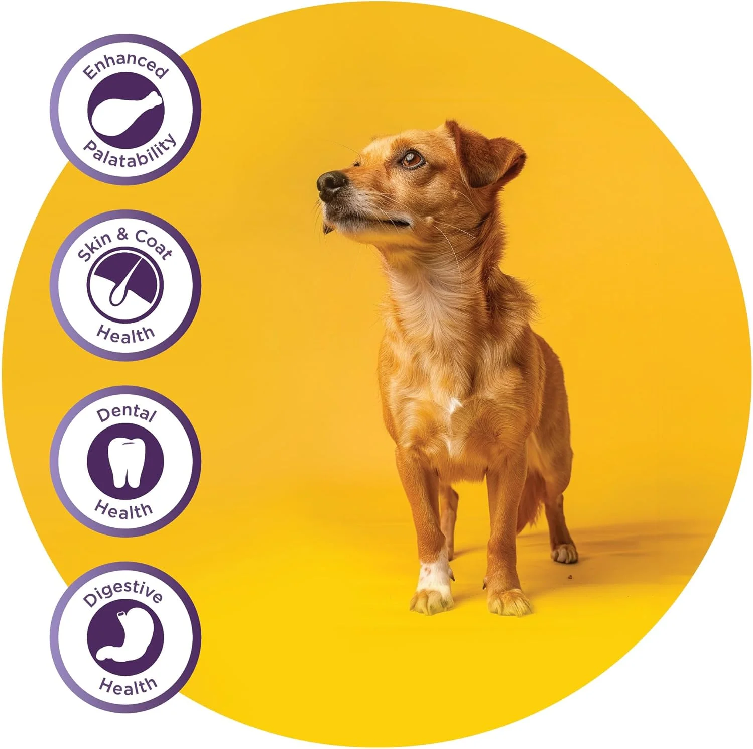 غذای خشک سگ Fidele+ یک رژیم غذایی کامل و متعادل کیسه 3 کیلوگرمی مناسب برای همه سگ های بالغ نژاد کوچک و متوسط بدون طعم دهنده ها، رنگ ها یا مواد نگهدارنده مصنوعی