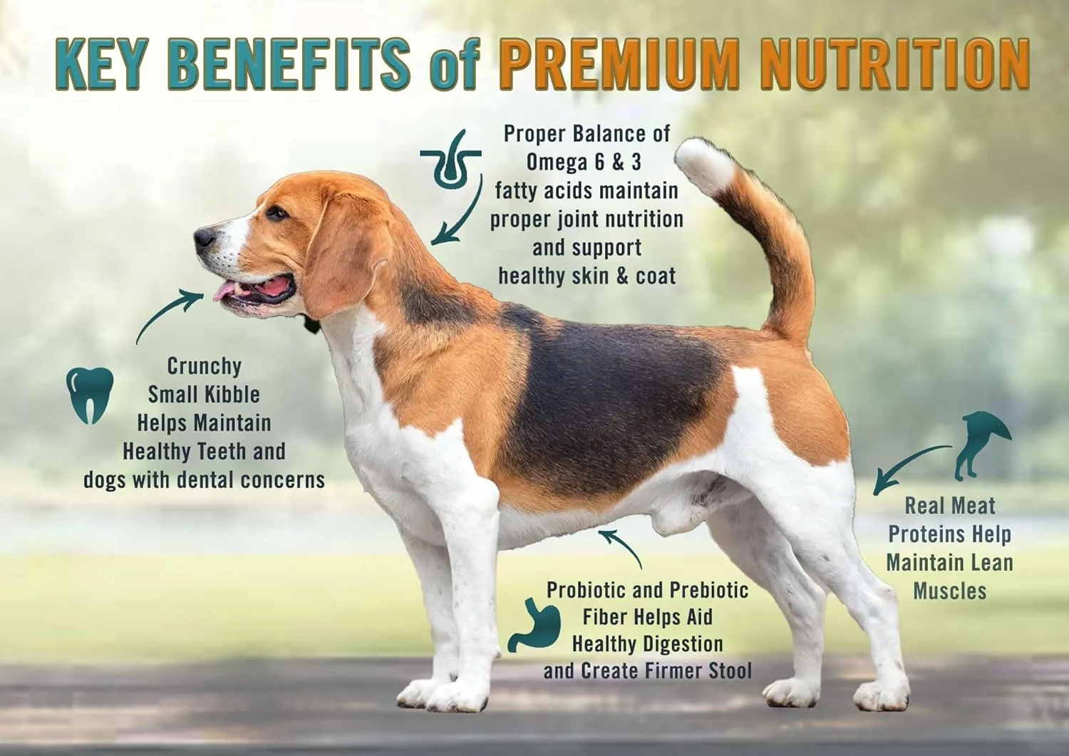 غذای سگ Chicken Soup for the Soul، تکه های کوچک، مرغ، بوقلمون و برنج قهوه ای، کیسه 28 پوندی | بدون سویا، بدون ذرت، بدون گندم | غذای خشک سگ تهیه شده با مواد اولیه واقعی (101014)