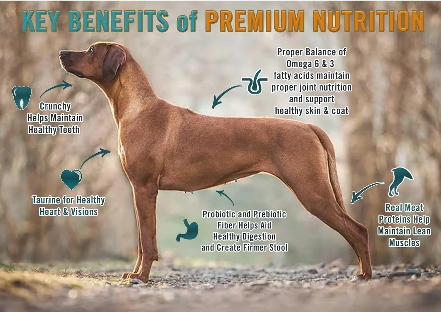 غذای خشک سگ بدون غلات با طعم بره و نخود Chicken Soup for the Soul - وزن 4 پوند - بدون سویا، ذرت و گندم، بدون طعم دهنده و نگهدارنده مصنوعی