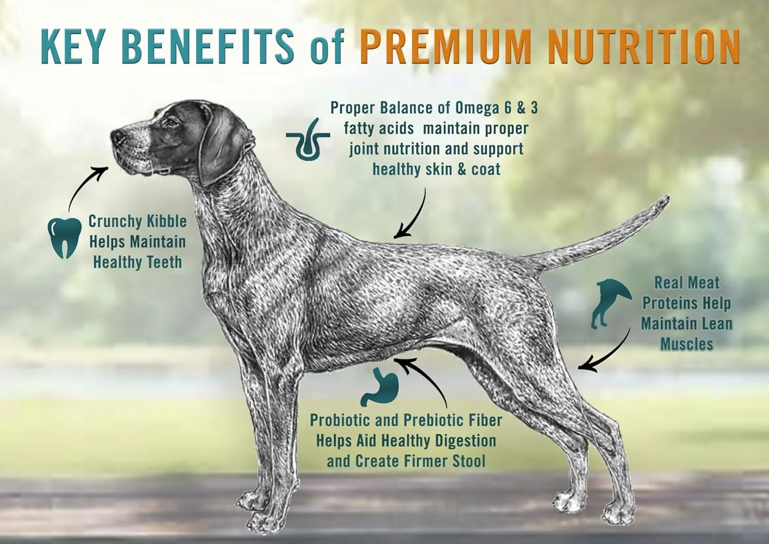 غذای سگ بالغ Chicken Soup for the Soul - طعم گوشت گاو و برنج قهوه ای، 28 پوند، بدون سویا، بدون ذرت، بدون گندم، غذای خشک سگ تهیه شده با مواد اولیه واقعی، بدون طعم دهنده ها یا مواد نگهدارنده مصنوعی