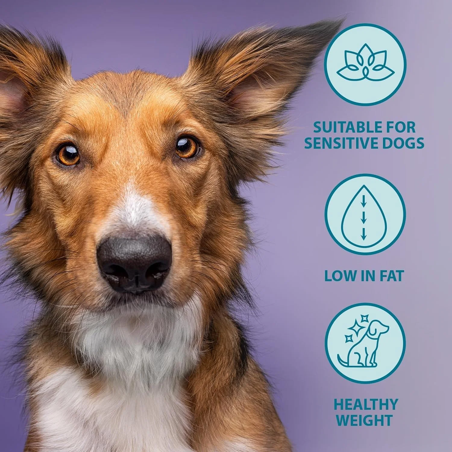 غذای خشک سگ برنز کنترل وزن 12 کیلوگرمی