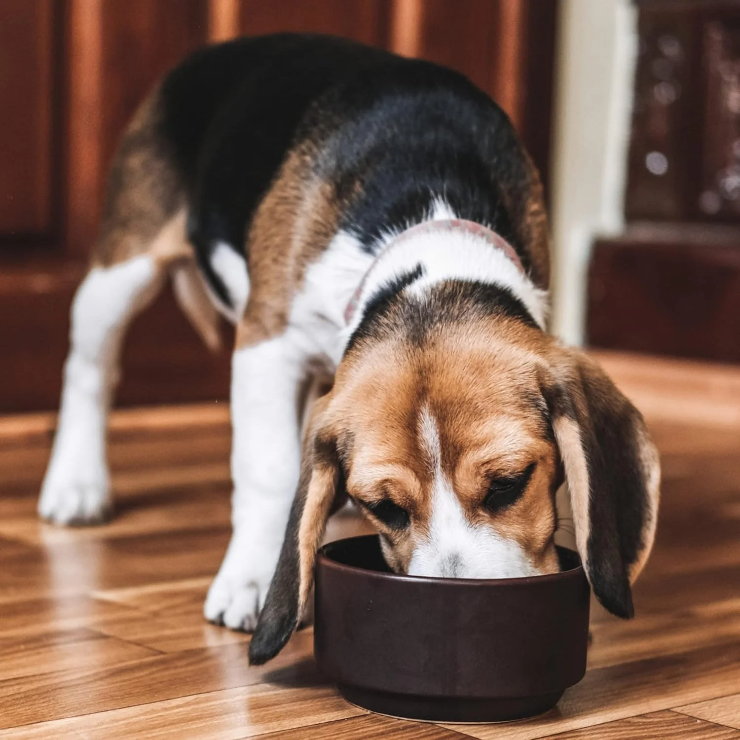 غذای خشک سگ بالغ با طعم بره و برنج آردن گرانج - 6 کیلوگرم غذای خشک سگ بالغ با طعم بره و برنج آردن گرانج - 6 کیلوگرم