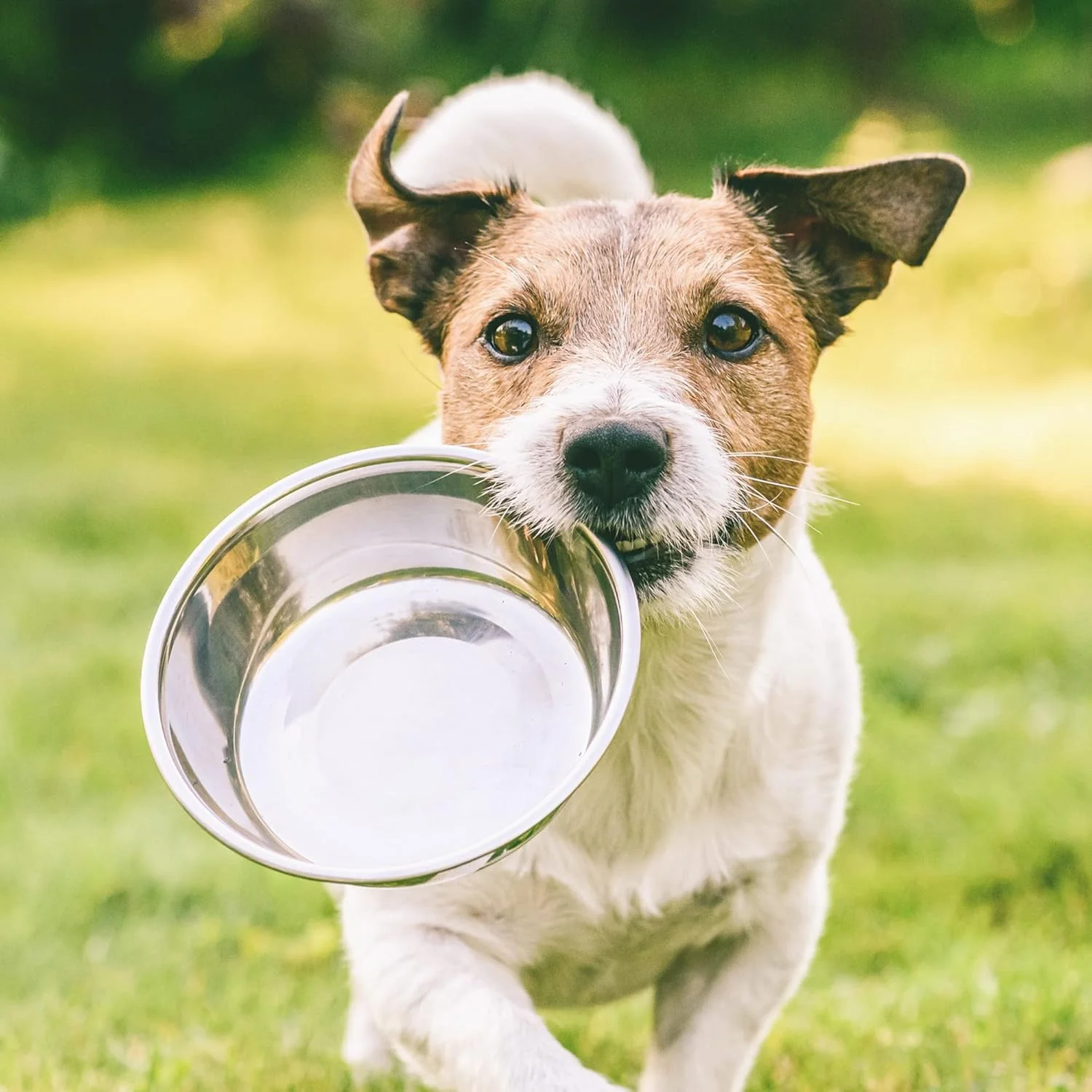 غذای خشک سگ بالغ آردن گرانج با طعم سالمون تازه و برنج - 12 کیلوگرم
