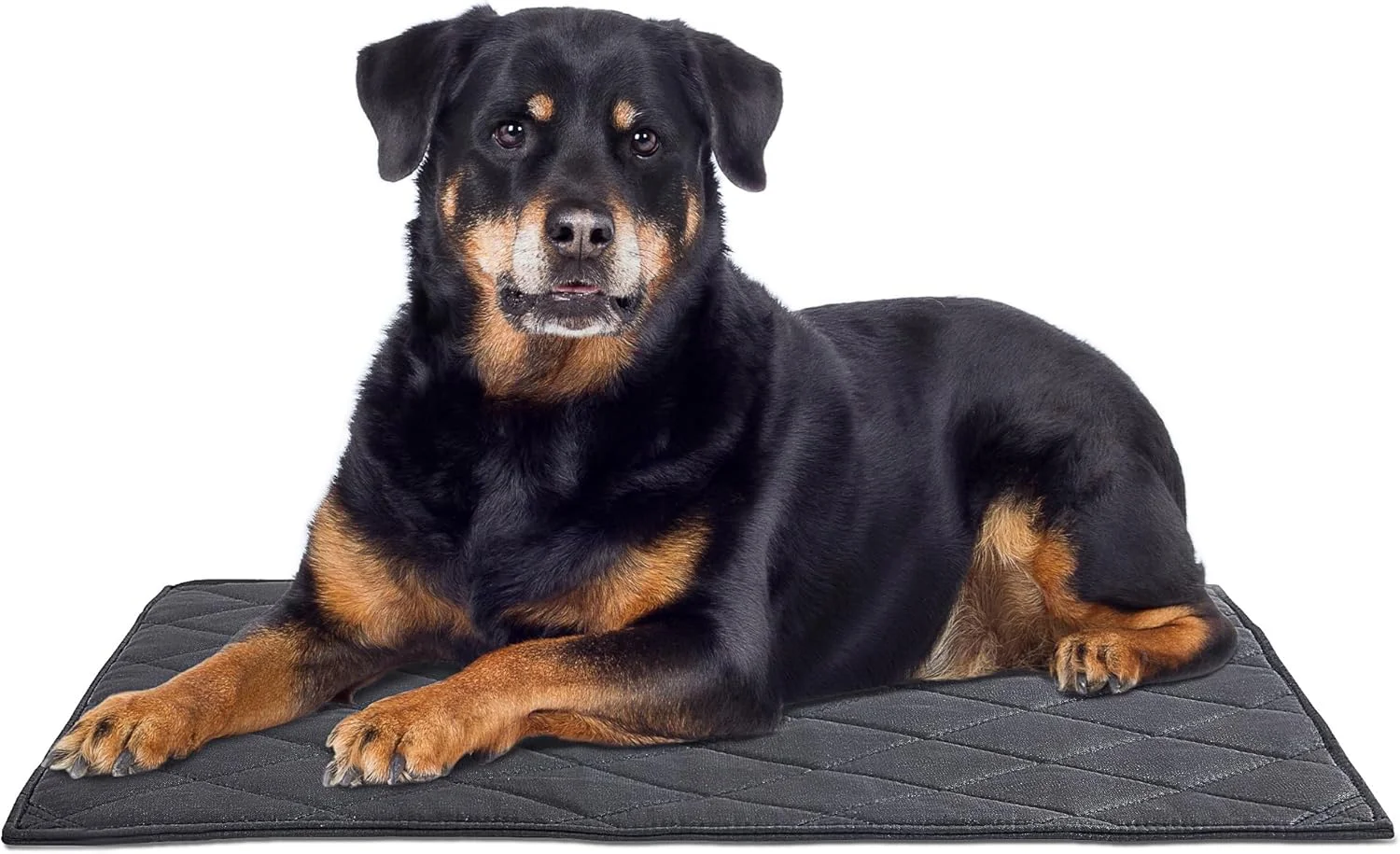 تشک سگ مقاوم در برابر جویدن MABOZOO، تشک قفس سگ بادوام و ضد تخریب برای سگ های جونده، تشک حیوانات خانگی قابل شستشو برای سگ های متوسط، تشک سگ ضد آب برای لانه، مشکی 56x89 سانتی متر تشک سگ مقاوم در برابر جویدن MABOZOO، تشک قفس سگ بادوام و ضد تخریب برای سگ های جونده، تشک حیوانات خانگی قابل شستشو برای سگ های متوسط، تشک سگ ضد آب برای لانه، مشکی 56x89 سانتی متر