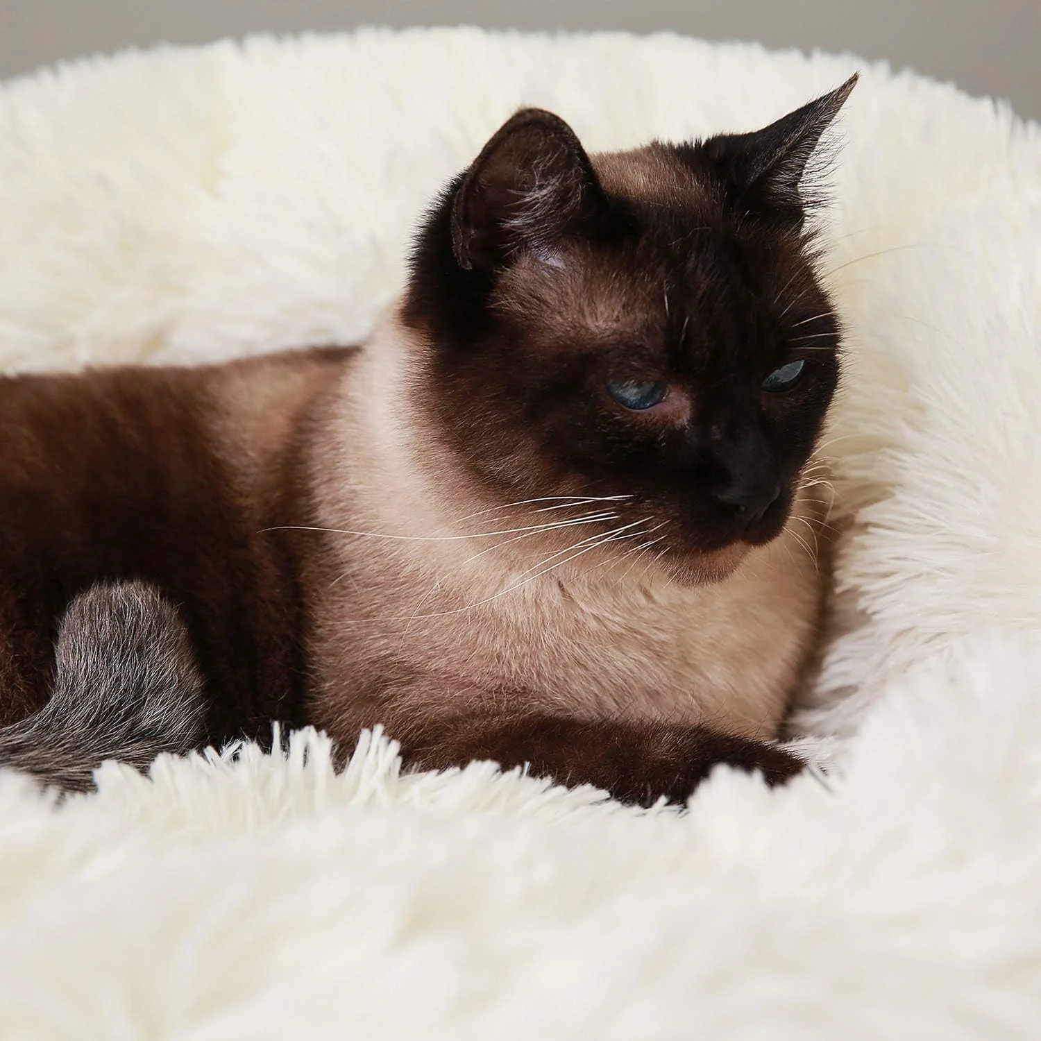 تخت خواب گرد سگ و گربه لوسیفیا، بالش مخمل خواب دار خز مصنوعی برای سگ های بزرگ، متوسط و کوچک، خود گرم شونده و دنج برای بهبود خواب، کرم، کوچک (50x50 سانتی متر) تخت خواب گرد سگ و گربه لوسیفیا، بالش مخمل خواب دار خز مصنوعی برای سگ های بزرگ، متوسط و کوچک، خود گرم شونده و دنج برای بهبود خواب، کرم، کوچک (50x50 سانتی متر)