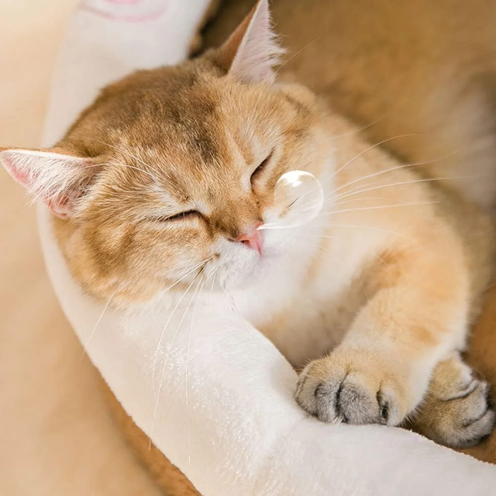 تخت خواب گربه و سگ طرح خرس D&D UAE | تخت خواب های راحت داخلی گربه و سگ برای سگ های کوچک / اکثر گربه ها | تخت خواب های نرم و کرکی توله سگ | تخت خواب کوچک سگ تخت خواب گربه | تخت خواب آرامش بخش ضد اضطراب (S) تخت خواب گربه و سگ طرح خرس D&D UAE | تخت خواب های راحت داخلی گربه و سگ برای سگ های کوچک / اکثر گربه ها | تخت خواب های نرم و کرکی توله سگ | تخت خواب کوچک سگ تخت خواب گربه | تخت خواب آرامش بخش ضد اضطراب (S)