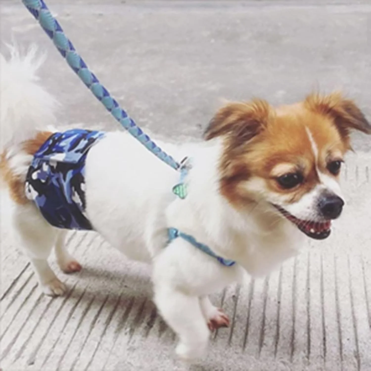 دو عدد پوشک سگ نر قابل شستشو طرح استتار، کمربند شکمی سگ نر قابل استفاده مجدد با چسب نر و ماده، پوشش سگ برای سگ های در دوره پریودی، بی اختیاری ادرار یا ادرار هیجانی دو عدد پوشک سگ نر قابل شستشو طرح استتار، کمربند شکمی سگ نر قابل استفاده مجدد با چسب نر و ماده، پوشش سگ برای سگ های در دوره پریودی، بی اختیاری ادرار یا ادرار هیجانی