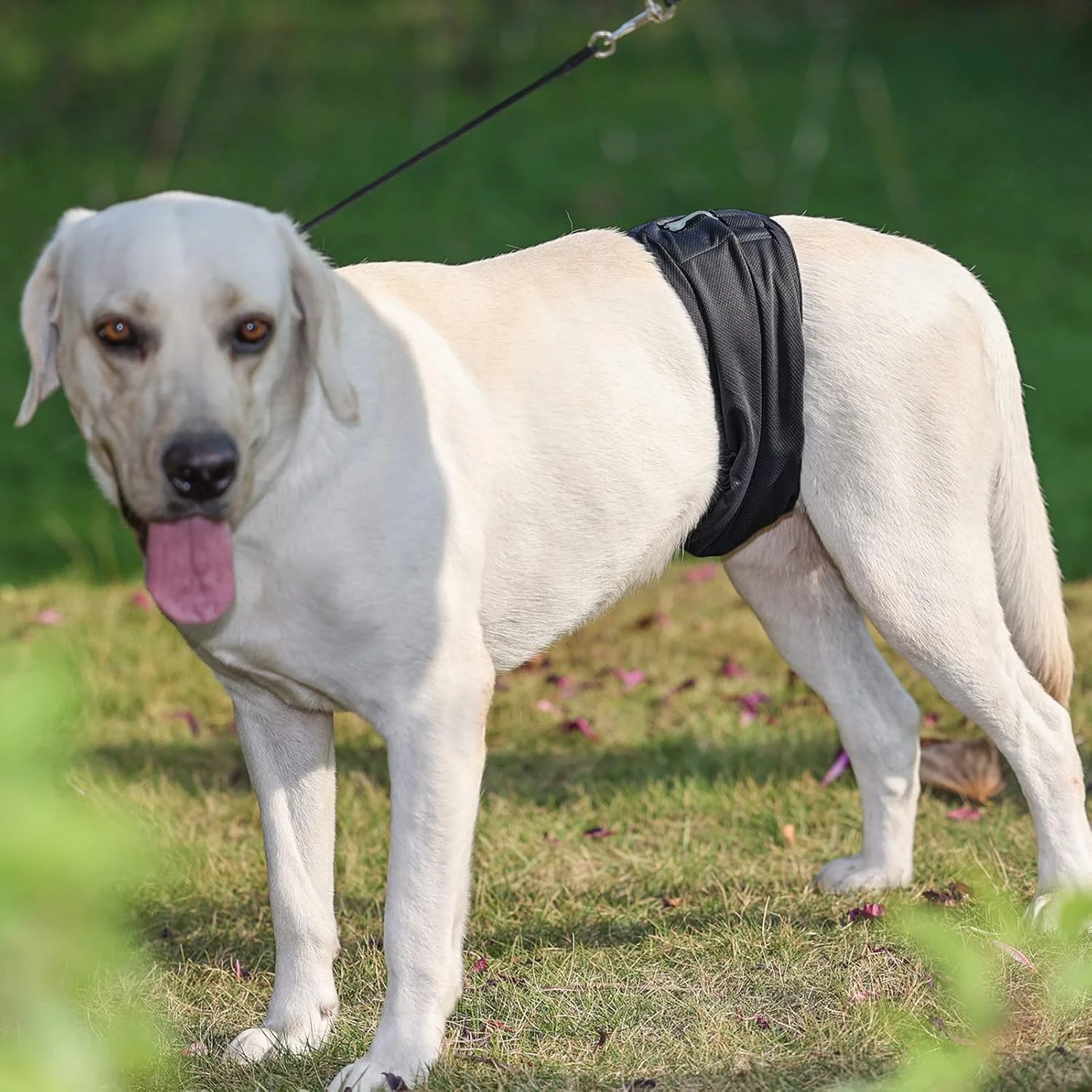 پوشک های پارچه ای قابل شستشو برای سگ های نر، شکم بند سگ نر قابل استفاده مجدد، پوشک های تنفسی سگ نر، بسته 3 عددی پوشک های پارچه ای قابل شستشو برای سگ های نر، شکم بند سگ نر قابل استفاده مجدد، پوشک های تنفسی سگ نر، بسته 3 عددی