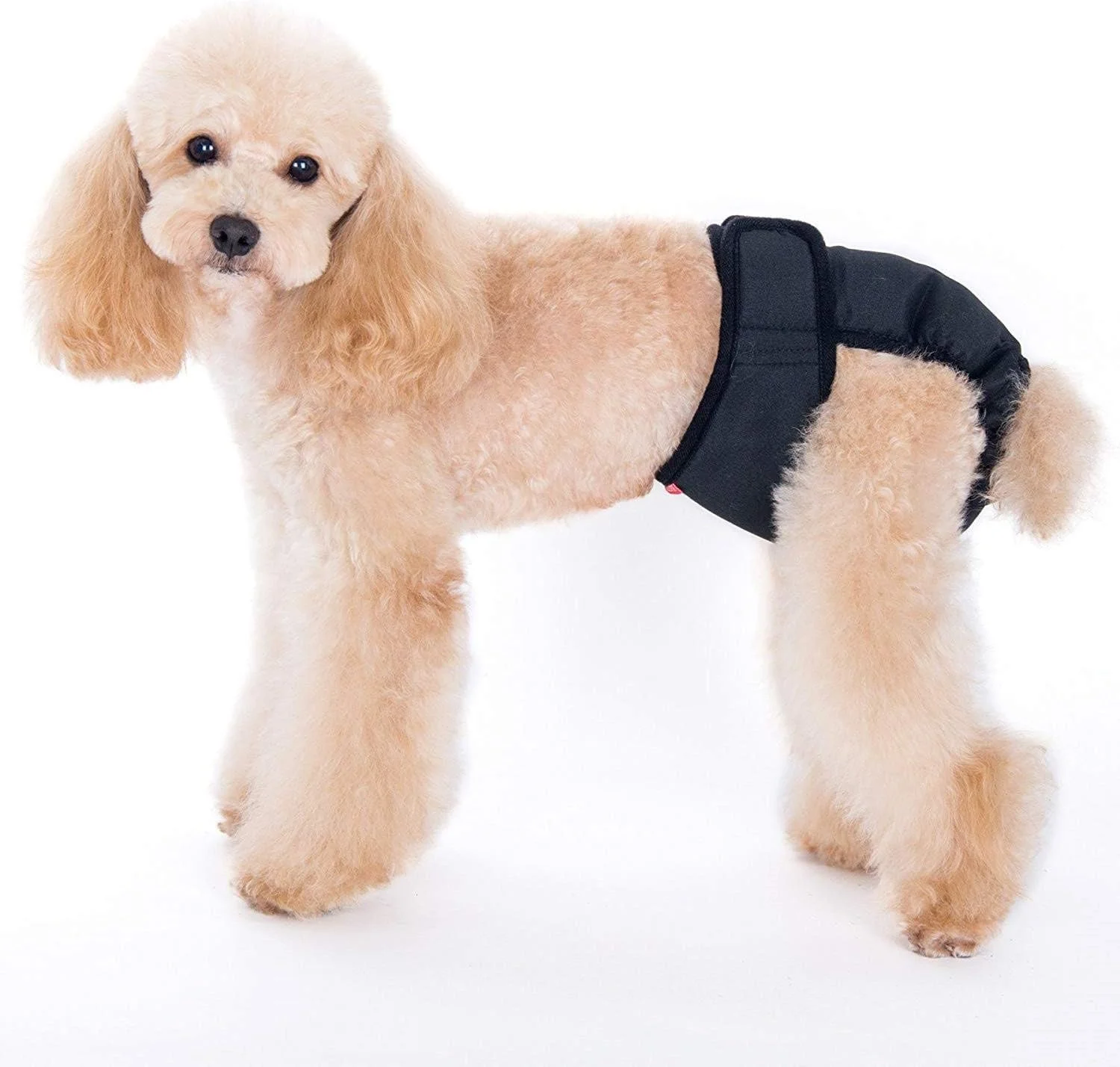 شورت بهداشتی سگ قابل شستشو و تنظیم سایز