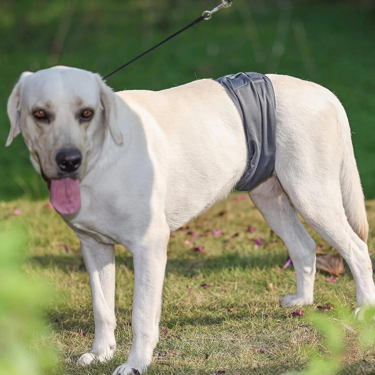 پوشک های پارچه ای قابل شستشو برای سگ های نر، شکم بند سگ نر قابل استفاده مجدد، پوشک های سگ نر با قابلیت تنفس، بسته 3 عددی