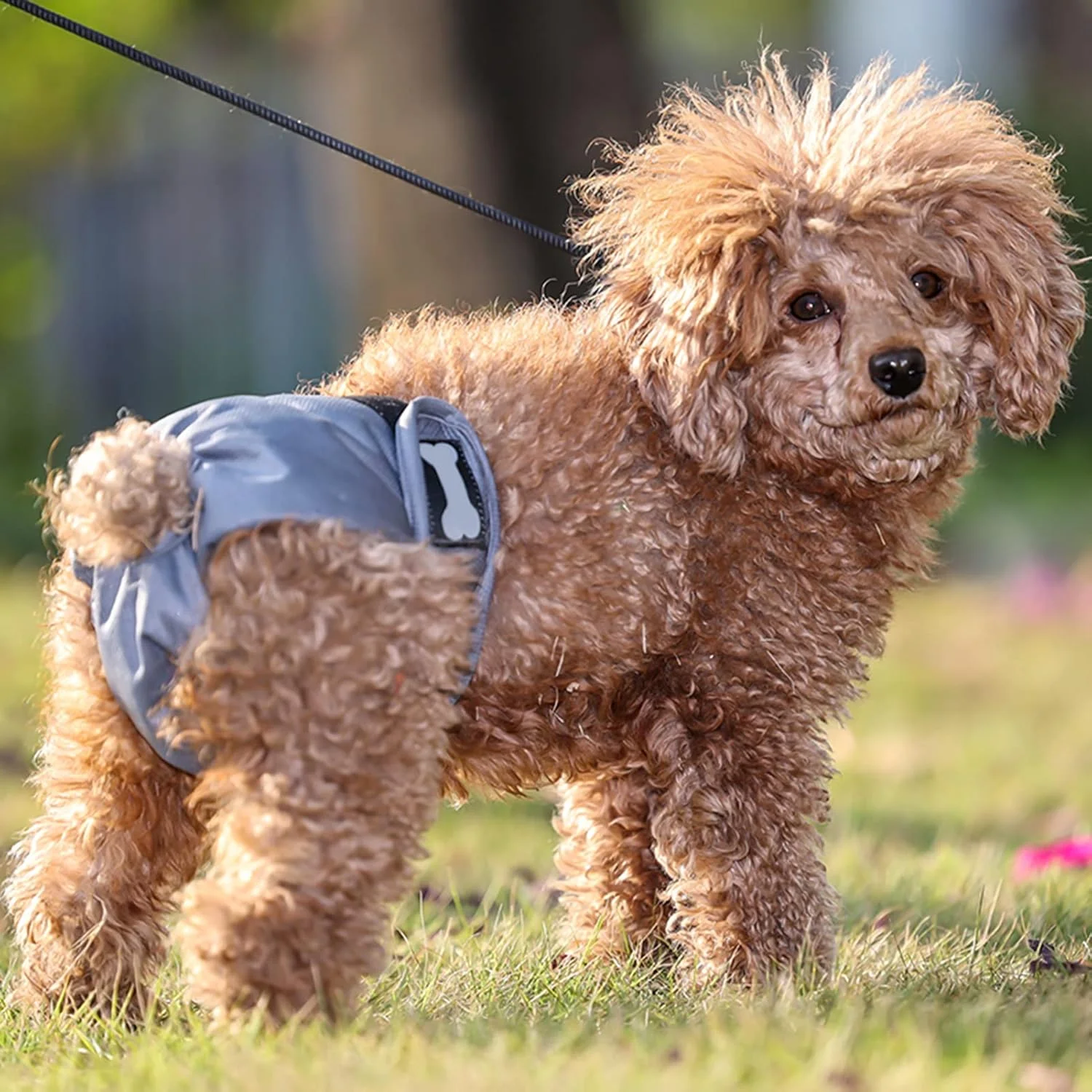 پوشک های پارچه ای سگ ماده قابل شستشو، پوشک سگ ماده قابل استفاده مجدد، پوشک سگ ماده تنفسی، بسته 3 عددی