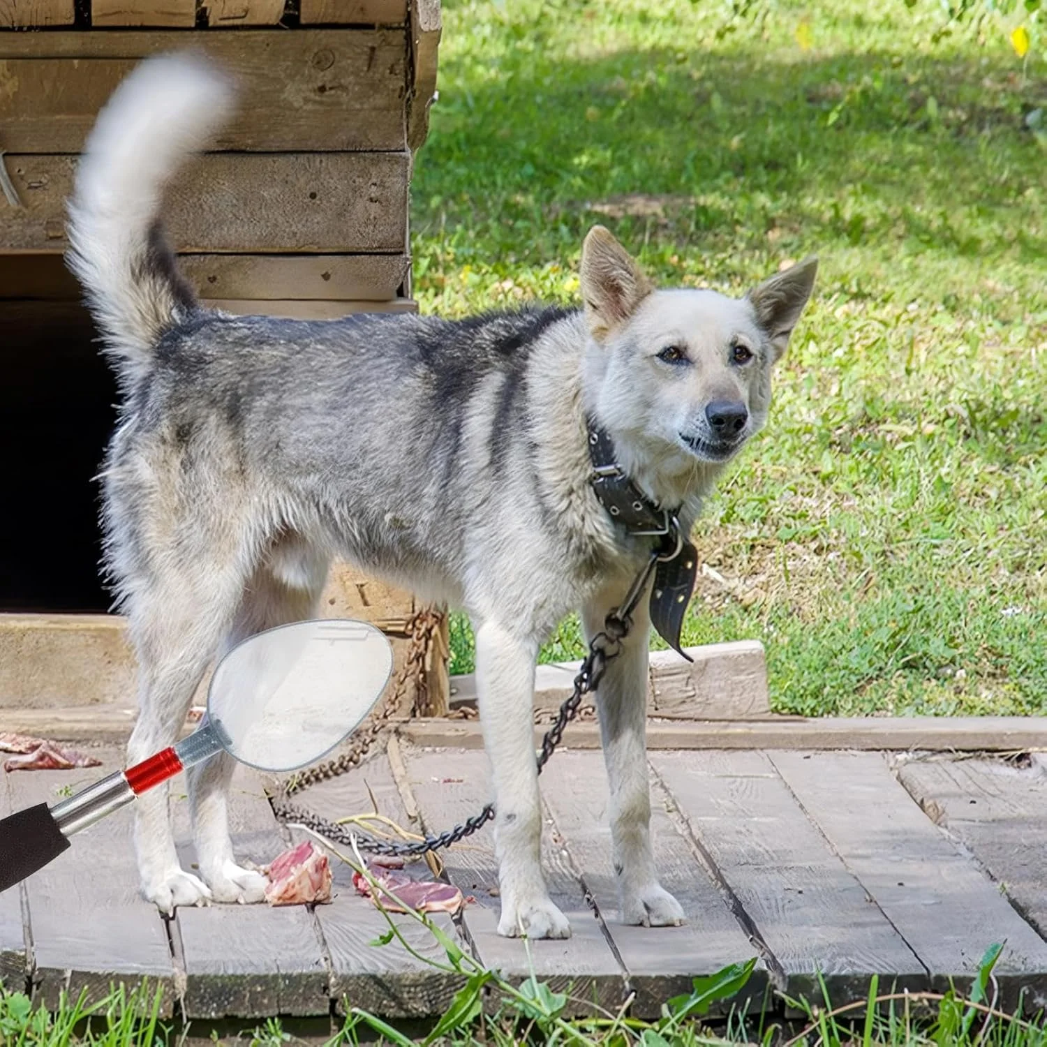 ادرار گیر سگ - جمع کننده ادرار تلسکوپی توله سگ، جمع کننده ادرار چند منظوره تلسکوپی حیوانات خانگی برای استفاده در خانه، حیاط و مسافرت