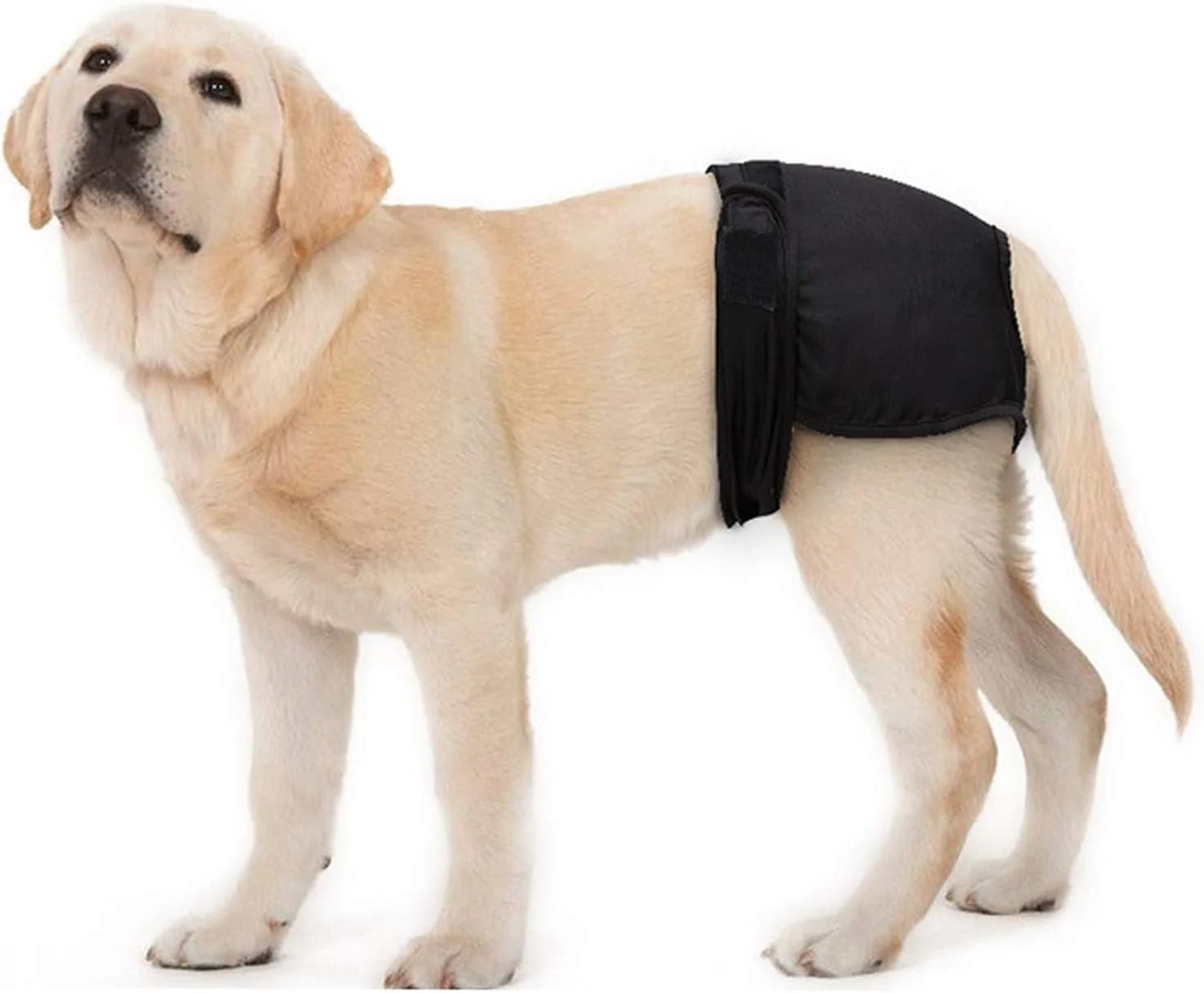 شورت سگ ماده قابل شستشو و استفاده مجدد، پوشک بهداشتی حیوانات خانگی