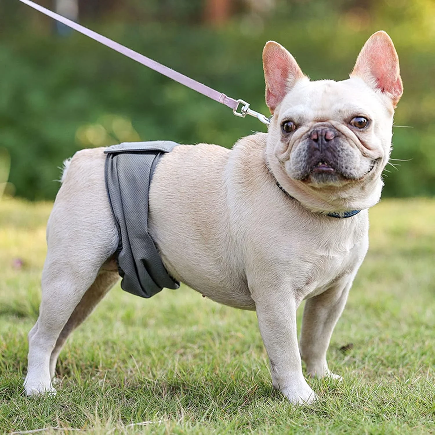 باند شکمی سگ نر Tnfeeon، جذب قوی و راحت و قابل تنفس برای سایز XS (XL) باند شکمی سگ نر Tnfeeon، جذب قوی و راحت و قابل تنفس برای سایز XS (XL)