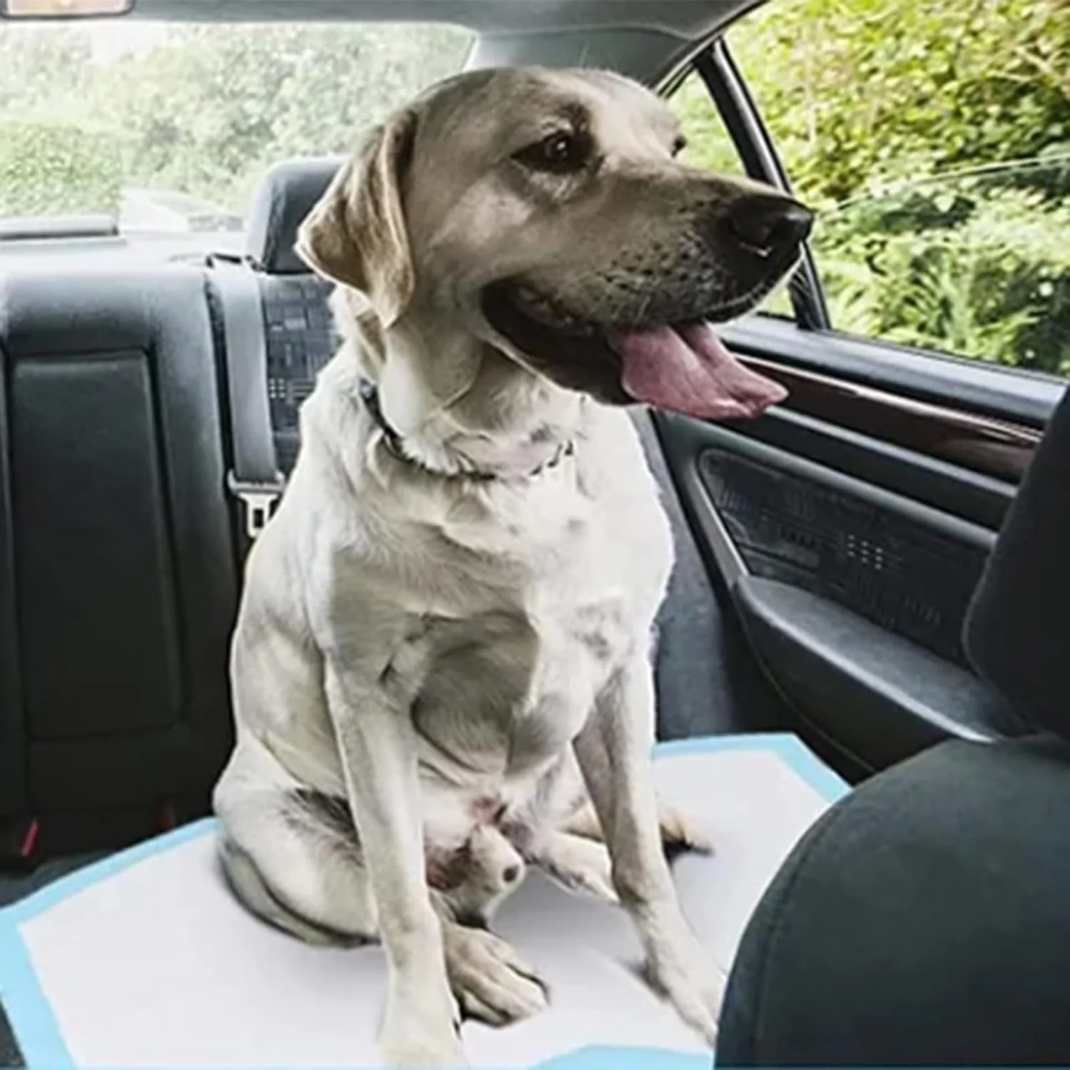 پد ادرار حیوانات خانگی ضخیم شده برای کاهش اصطکاک پوست، تنفسی و ضد نشت، پد تعویض سگ 50 عددی مناسب برای خودرو (M 50 عددی 45x60 سانتی متر)