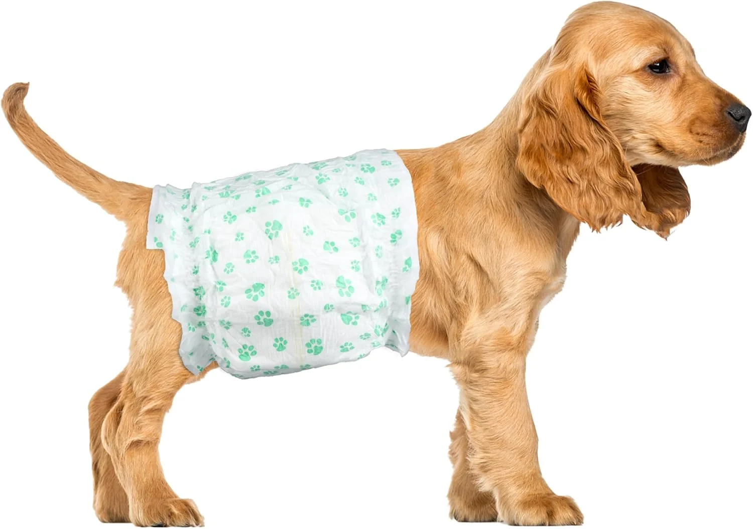 پوشک سگ نر یکبار مصرف ScratchMe، فوق العاده جاذب و ضد نشت، مناسب برای بی اختیاری ادرار یا آموزش، 40 عدد، خیلی بزرگ