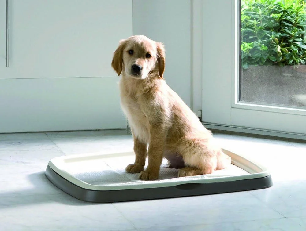 پدهای آموزشی سگ ساویچ، بسته 30 عددی، سایز بزرگ، 60 در 45 سانتی متر