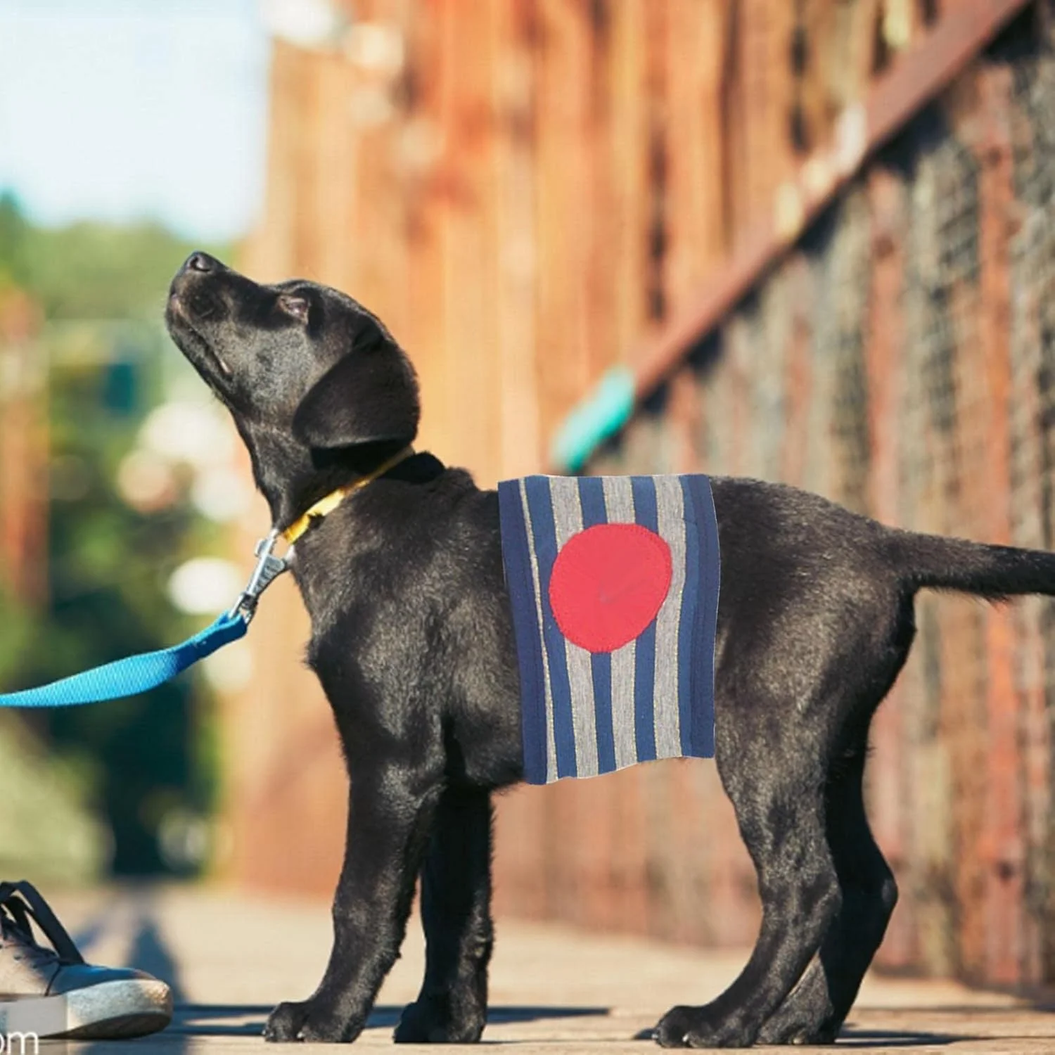 باند شکمی برای سگ های نر، پوشک پنبه ای توله سگ، باند شکمی سگ، لباس زیر پوشک پارچه ای قابل شستشو و استفاده مجدد سگ با پد جاذب آب برای آموزش ادرار، بی اختیاری، ضد آزار و اذیت