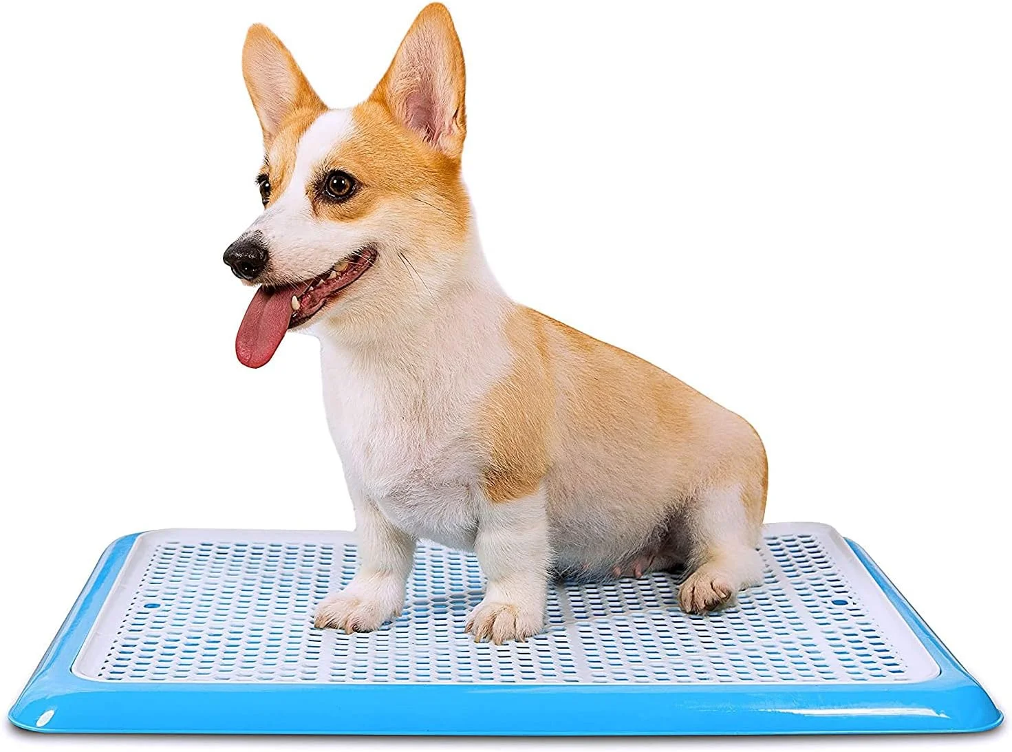 سینی دستشویی سگ Qpets®، نگهدارنده پد ادرار توله سگ، جعبه بستر سگ، توالت آموزشی پلاستیکی حیوانات خانگی برای سگ های کوچک، ابعاد 50x36 سانتی متر، پنجه ها را خشک و کف را تمیز نگه می دارد (آبی)