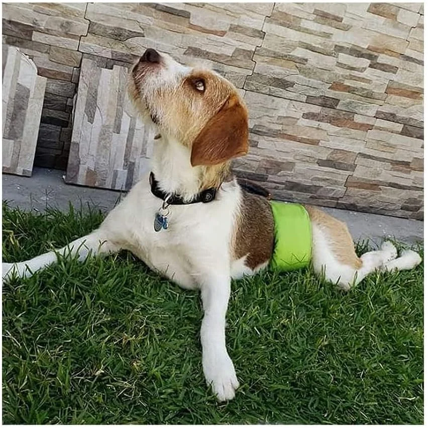 پوشک سگ قابل شستشو و استفاده مجدد - مناسب سگ های ماده و نر - بهترین مواد اولیه، بادوام و قابل شستشو در ماشین لباسشویی - بسته 3 عددی پوشک سگ قابل شستشو و استفاده مجدد - مناسب سگ های ماده و نر - بهترین مواد اولیه، بادوام و قابل شستشو در ماشین لباسشویی - بسته 3 عددی