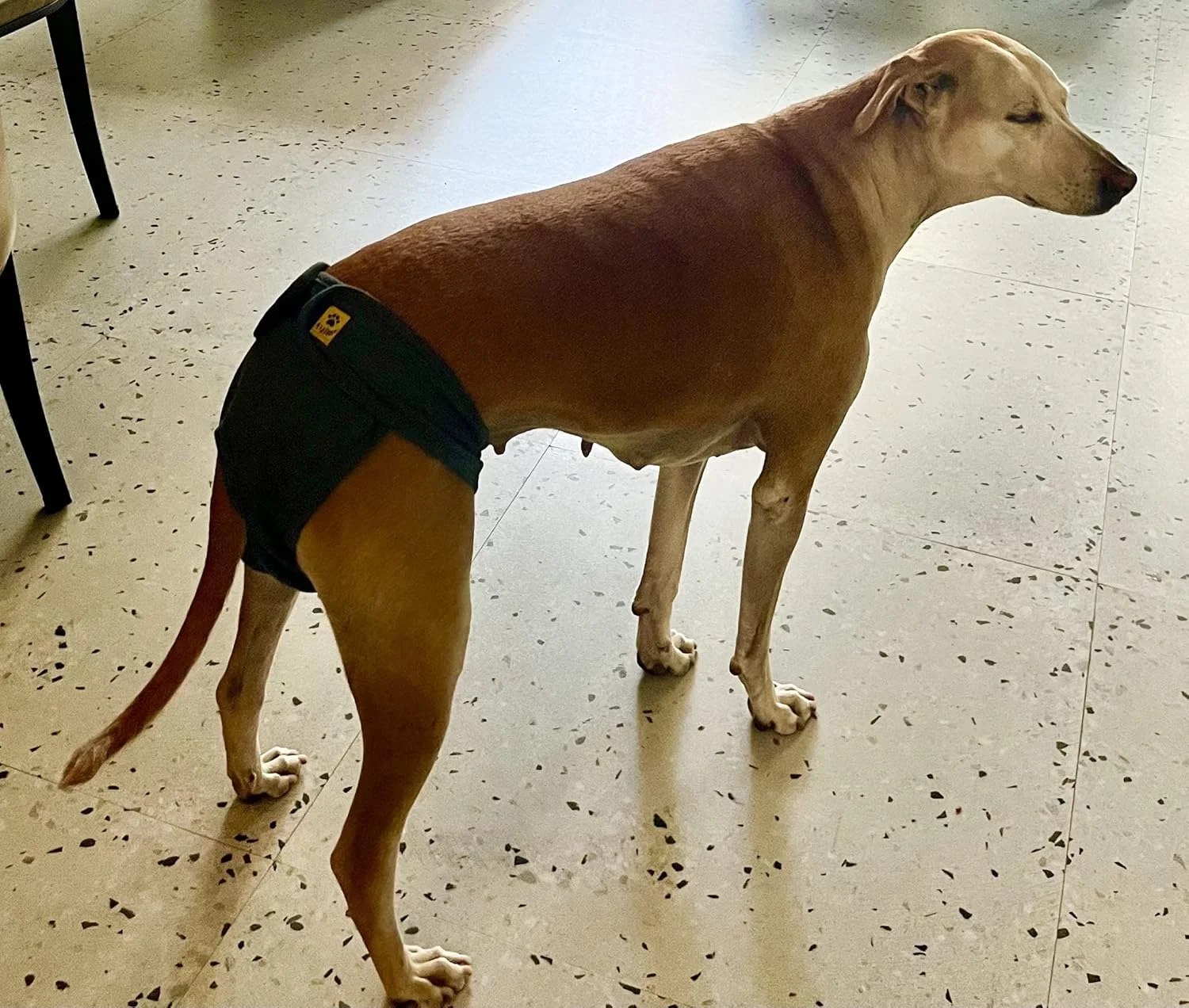 پوشک سگ پنبه ای A+a Pets | کشسان، راحت، قابل شستشو و استفاده مجدد (خاکستری، ایکس لارج)