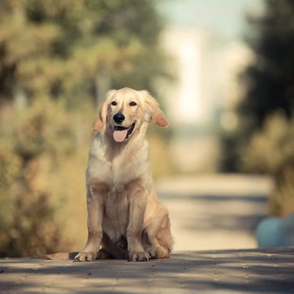 پدهای آموزشی سگ Petphabet سایز خیلی بزرگ، پدهای بزرگ برای توله سگ، بسیار مقاوم، چند لایه و فوق العاده جاذب، 42 عدد (71 در 86 سانتی متر) پدهای آموزشی سگ Petphabet سایز خیلی بزرگ، پدهای بزرگ برای توله سگ، بسیار مقاوم، چند لایه و فوق العاده جاذب، 42 عدد (71 در 86 سانتی متر)